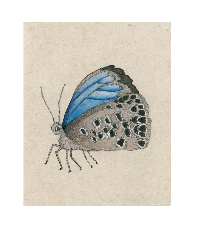 Butterfly for website.png