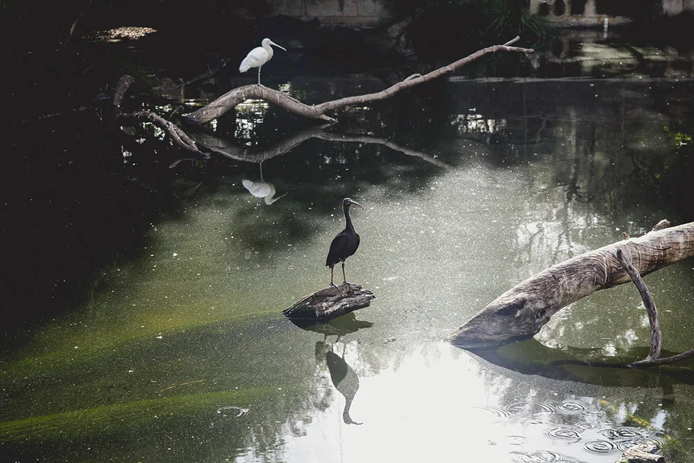 20160416-zoo-2176.jpg