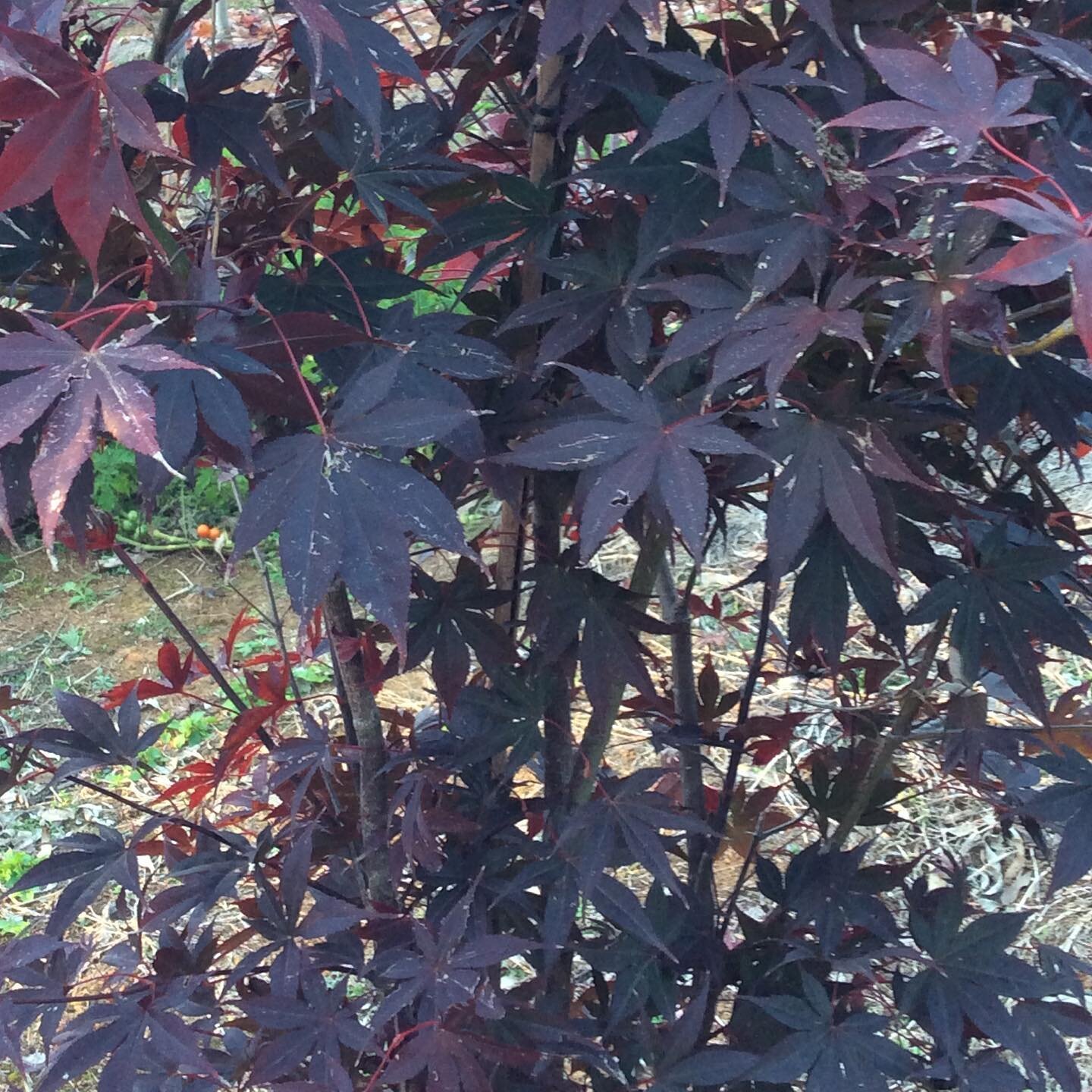 #Acer palmatum 'Bloodgood 75T -100LT -200LT