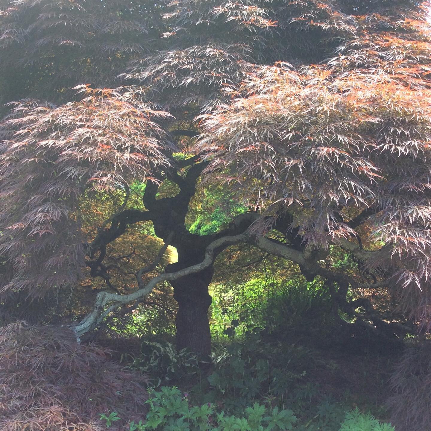 #Weeping Japanese Maple #Japanese maple # Acer palmatum 'Dissectum inaba Shidare'