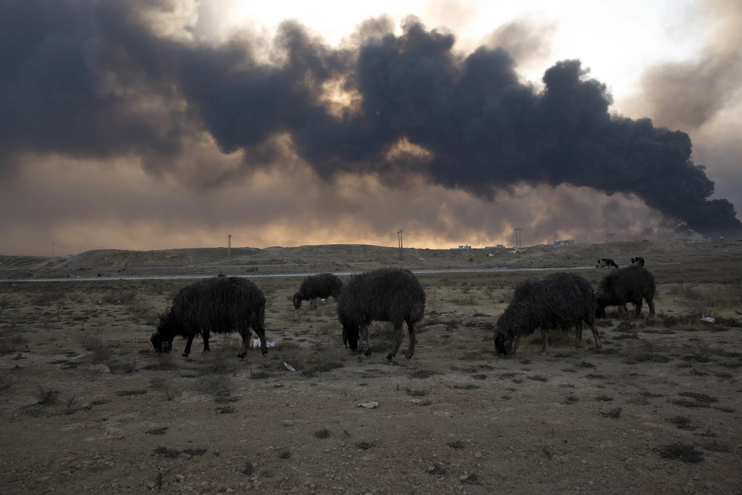 Sheep blackened by oil fires set by Islamic State militants graze in Qayara on Nov. 28, 2016.