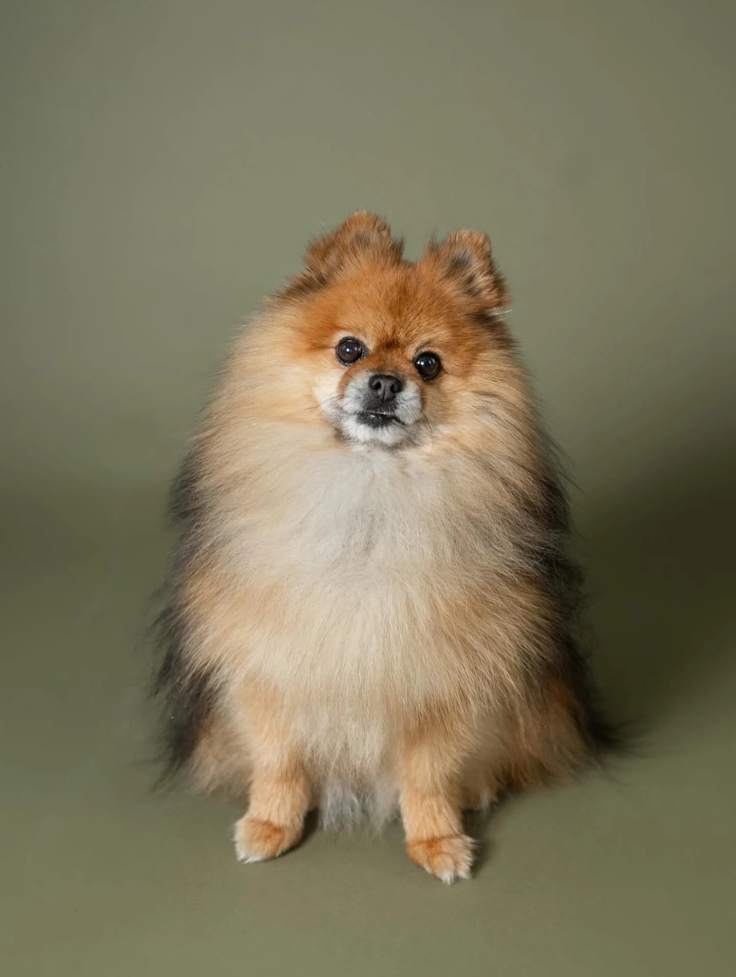 Voff voff 🐕 

#fotograf #familiefotograf #hundefoto #voff #bestevenn