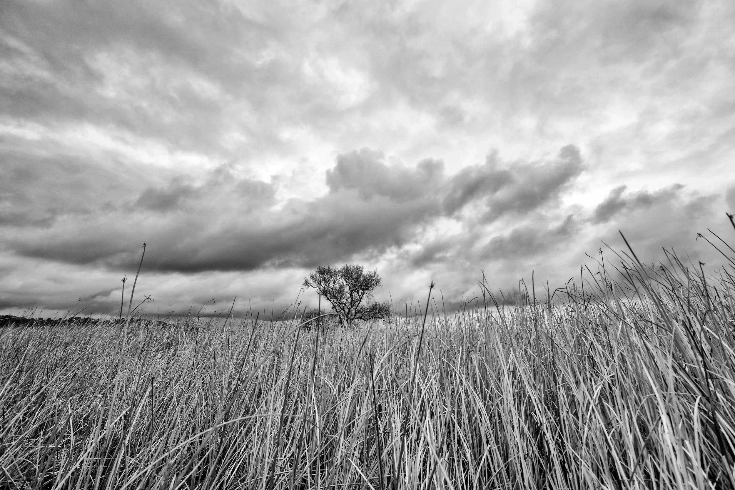 A lone tree among the reeds. San Elijo Lagoon
