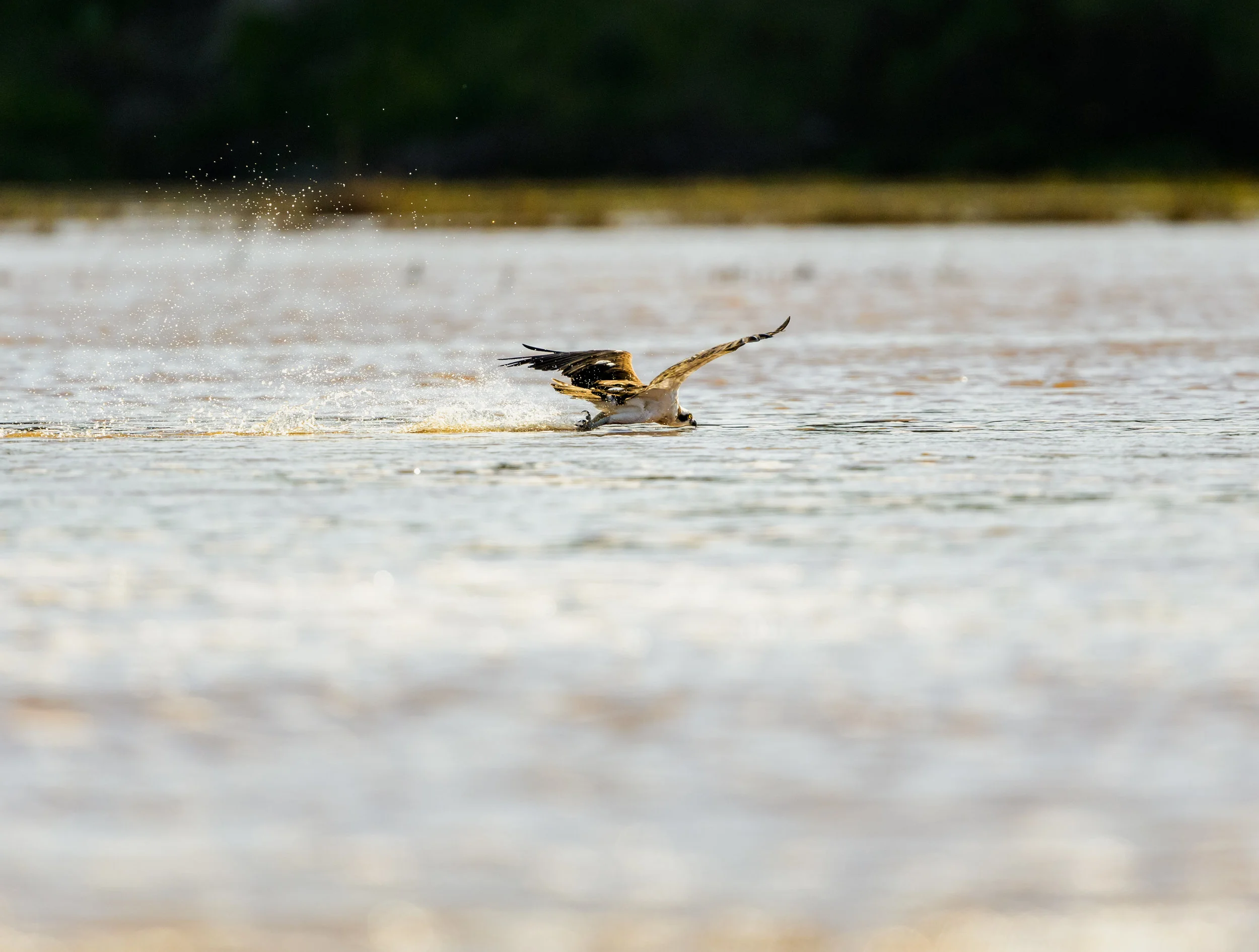 Osprey skimming the surface of the water. San Elijo Lagoon