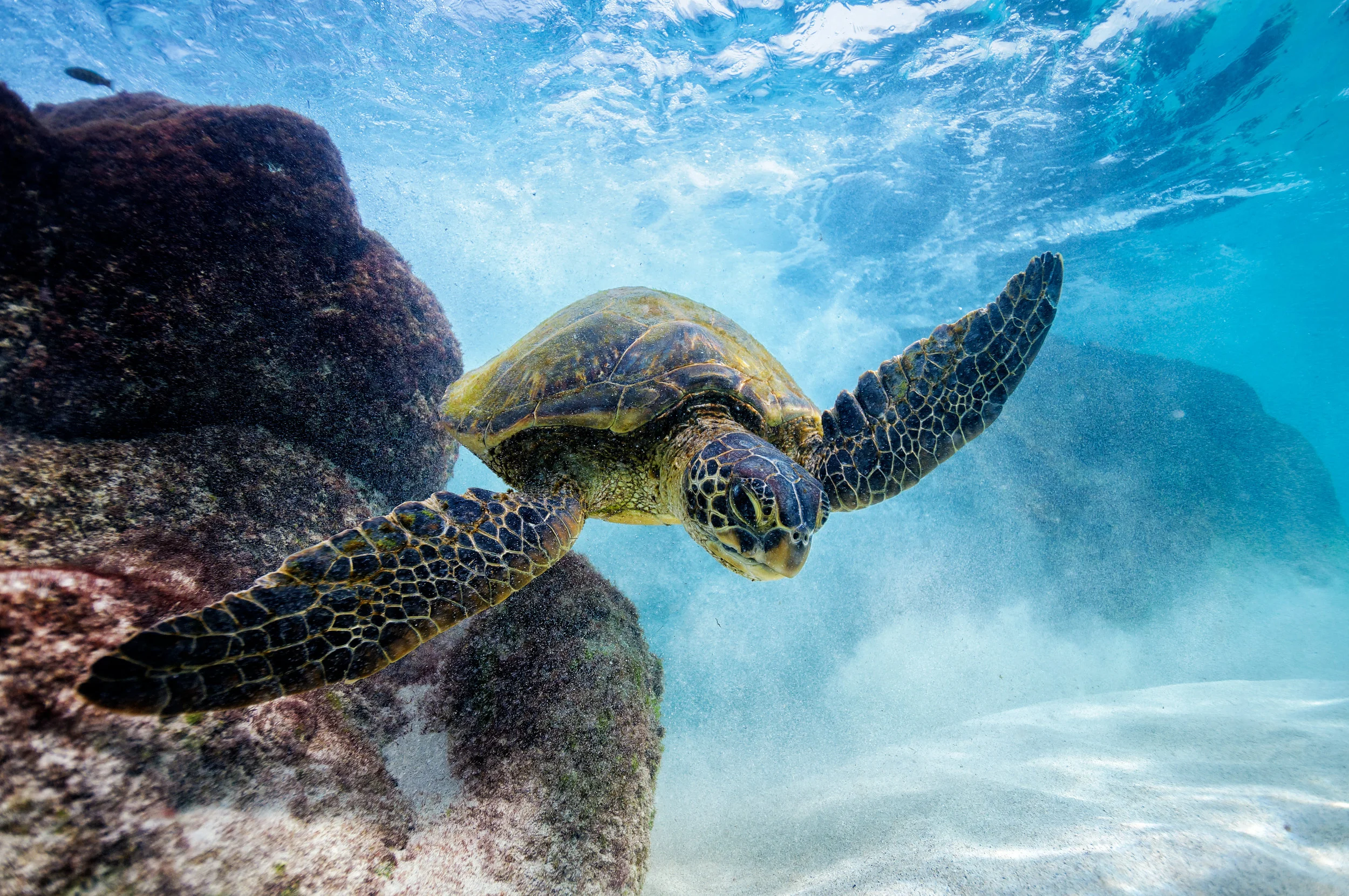 Big Island_Kona_Kua Bay May 07, 2011_00384-Edit-2.jpg