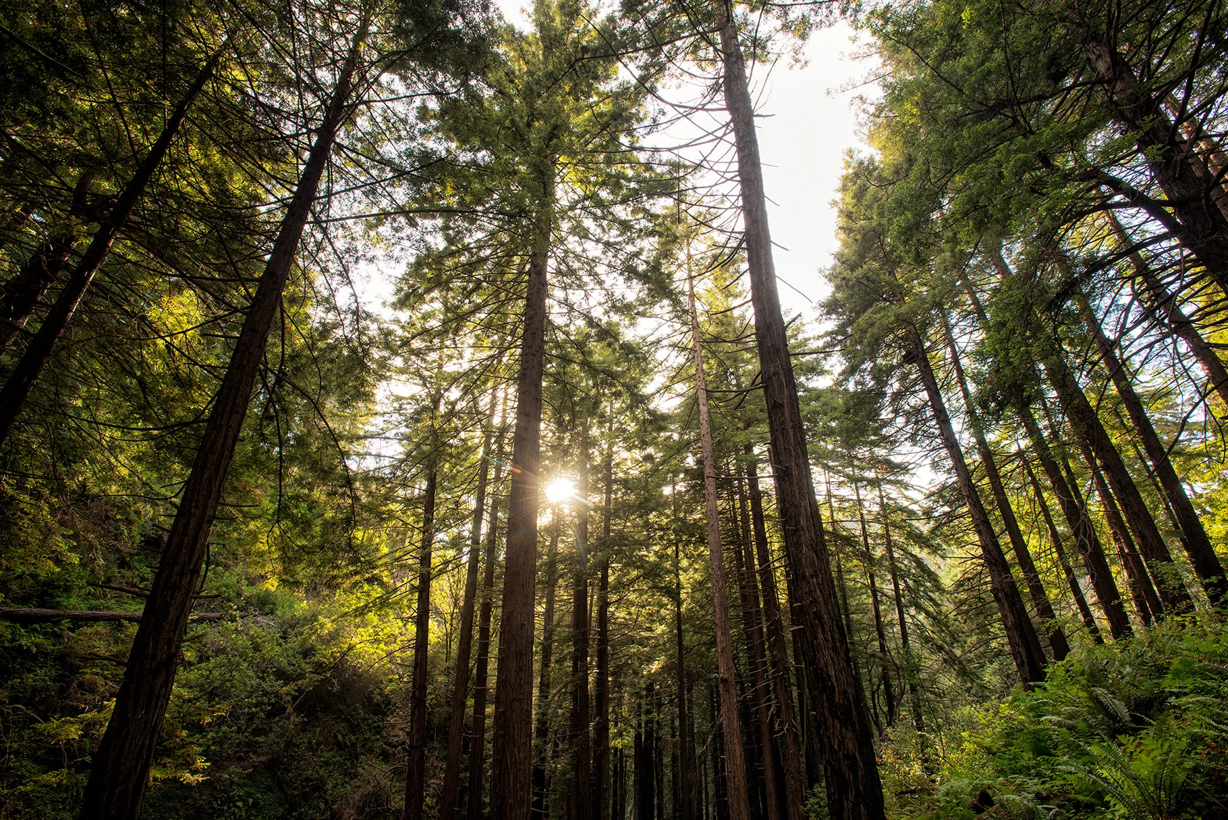 LimeKiln_Hare Creek Trail_June 26, 2014_00045-Edit.jpg
