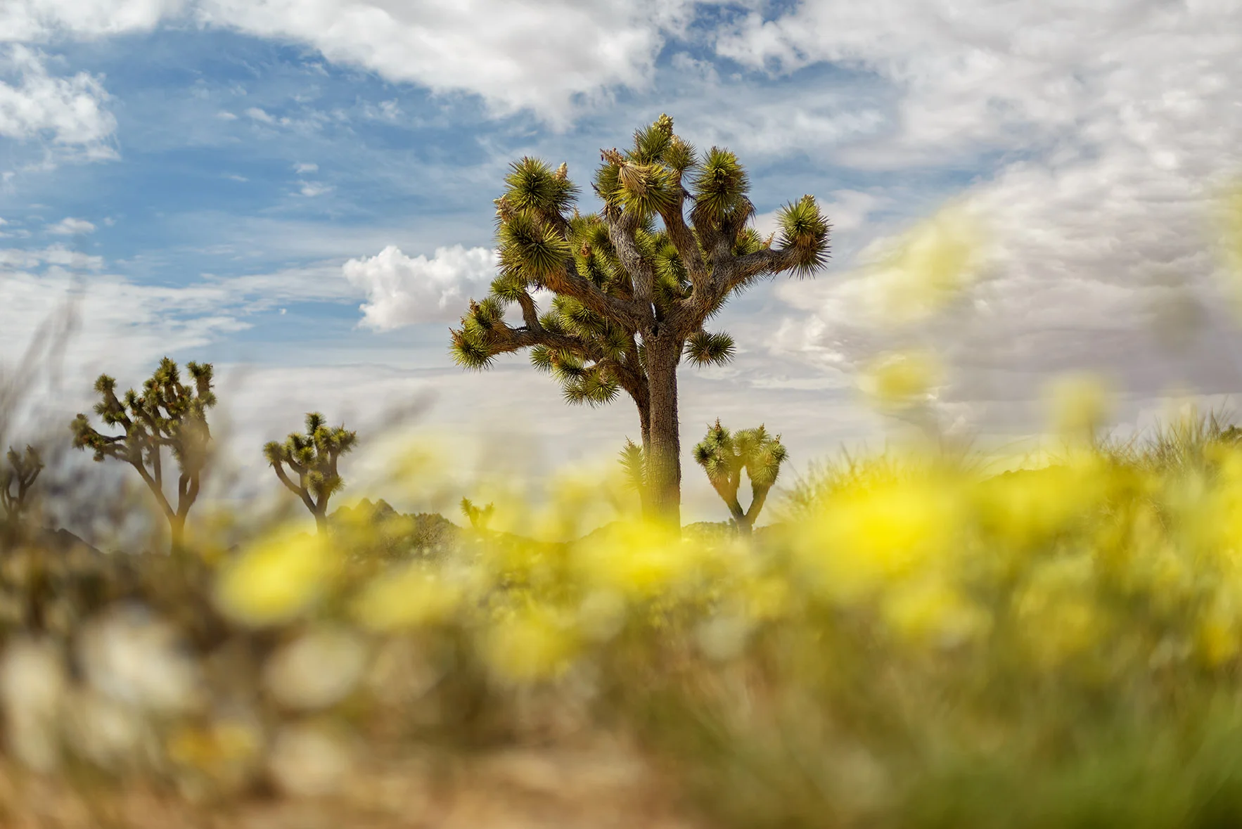 California_Joshua Tree April 18, 2014_00239-Edit.jpg