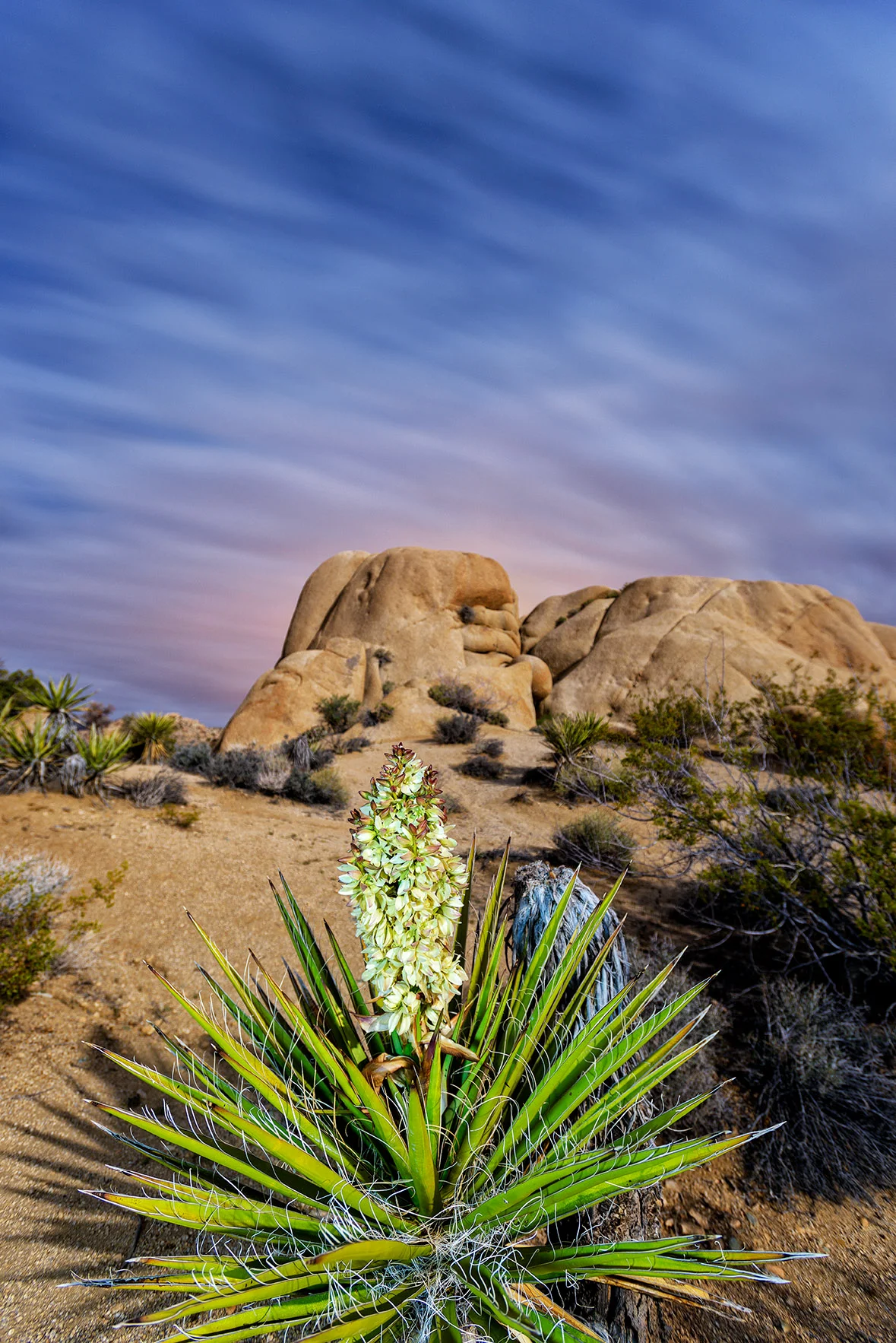California_Joshua Tree_Jumbo Rocks April 18, 2014_00018-Edit.jpg