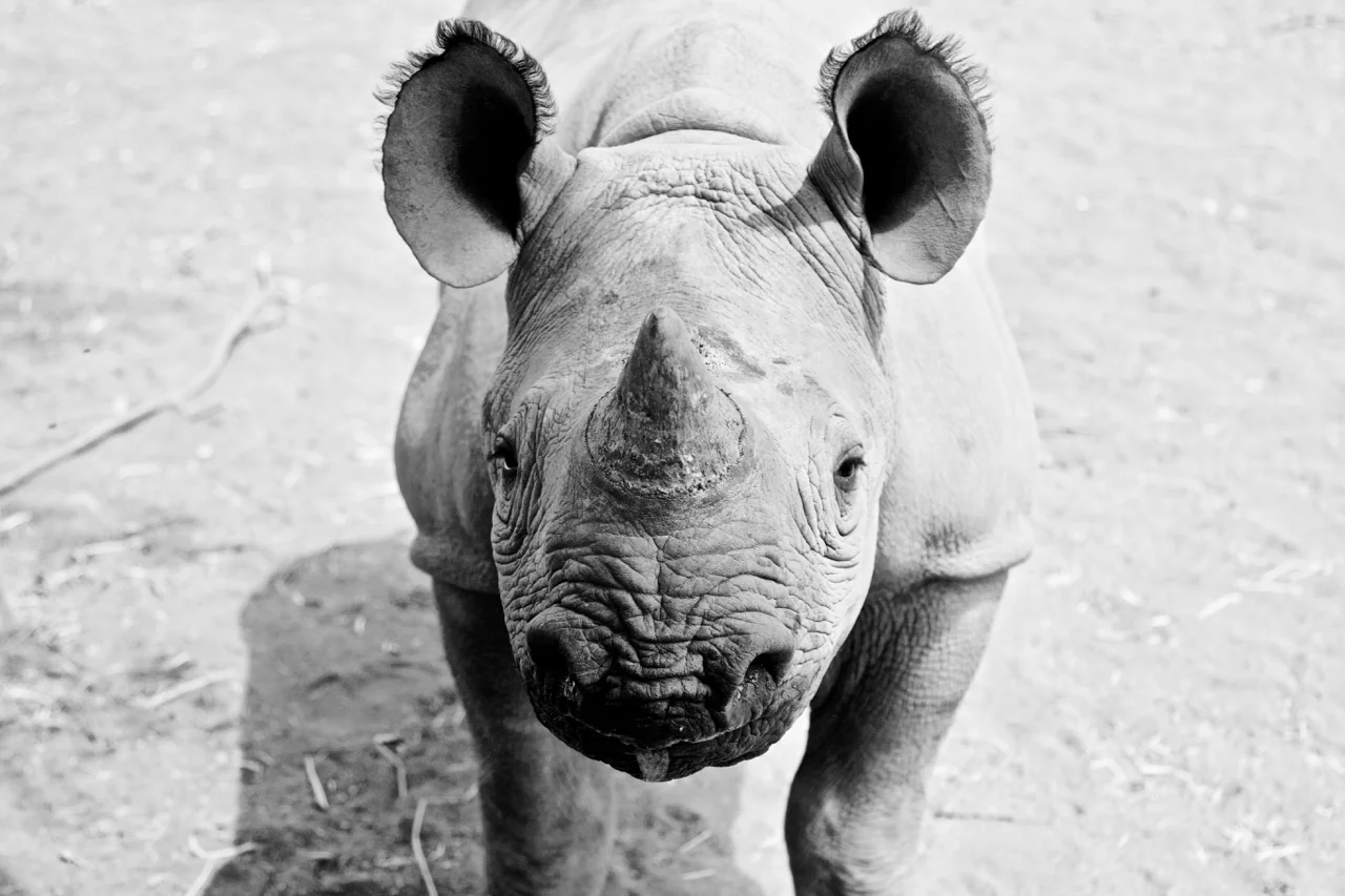Join the fight to save our rhinos