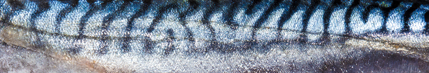 NM-i-makrellfiske-84166.jpg