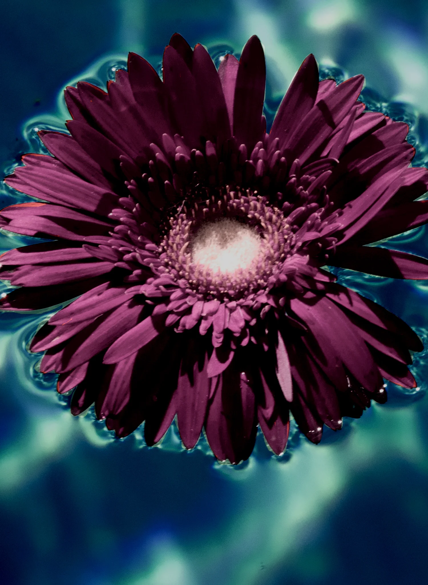 HDP SWIM-5.jpg