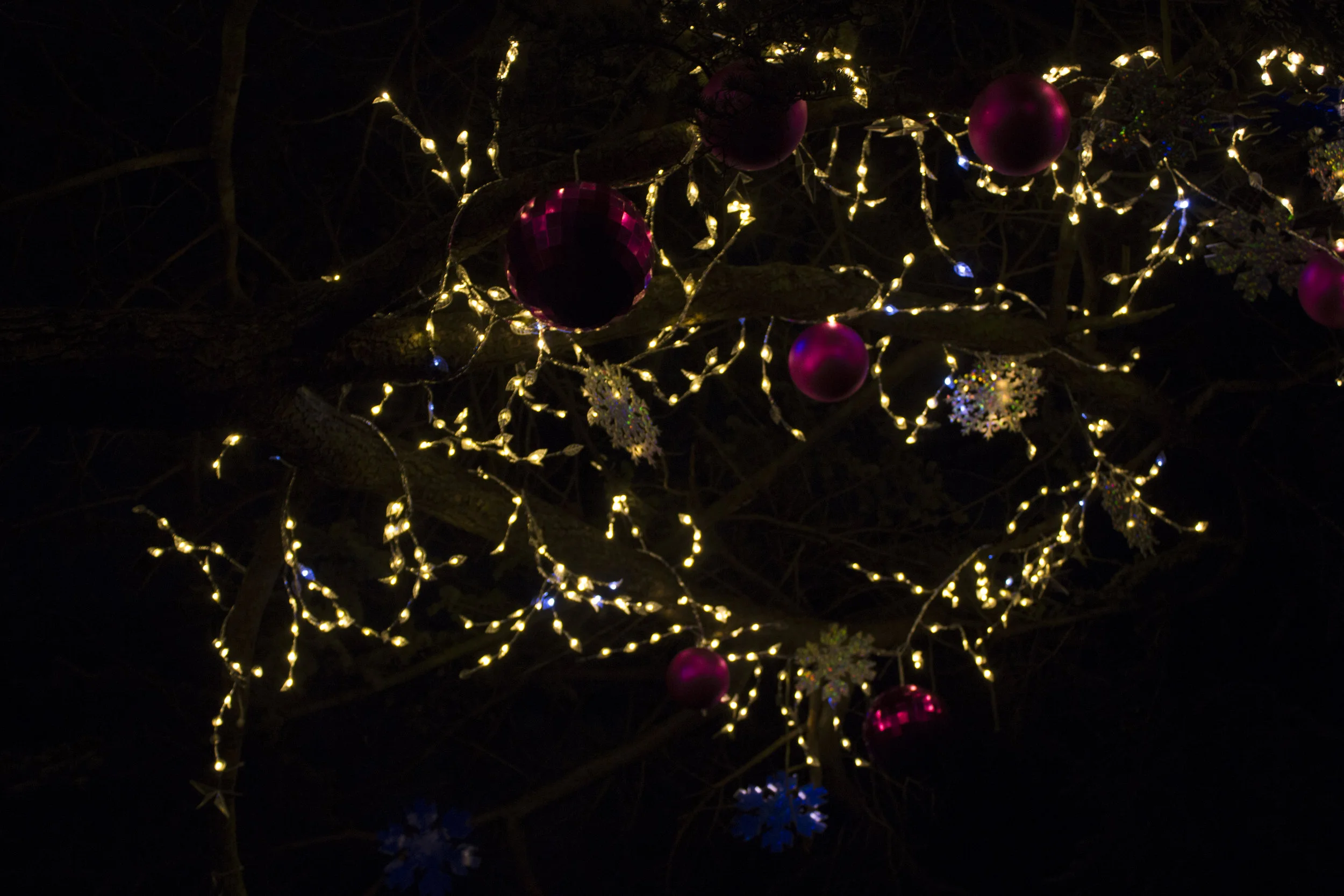 tree1.jpg