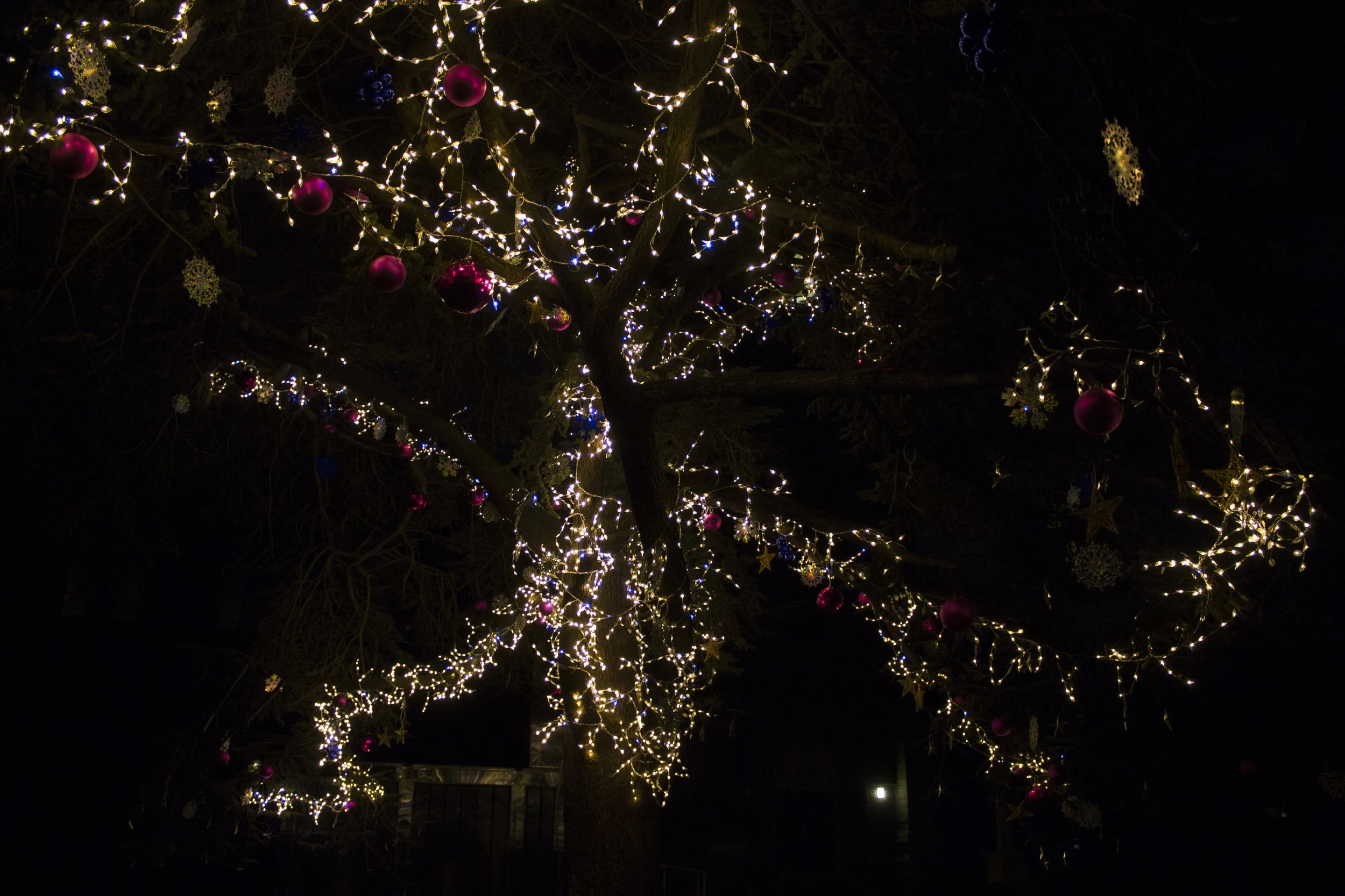 tree7.jpg