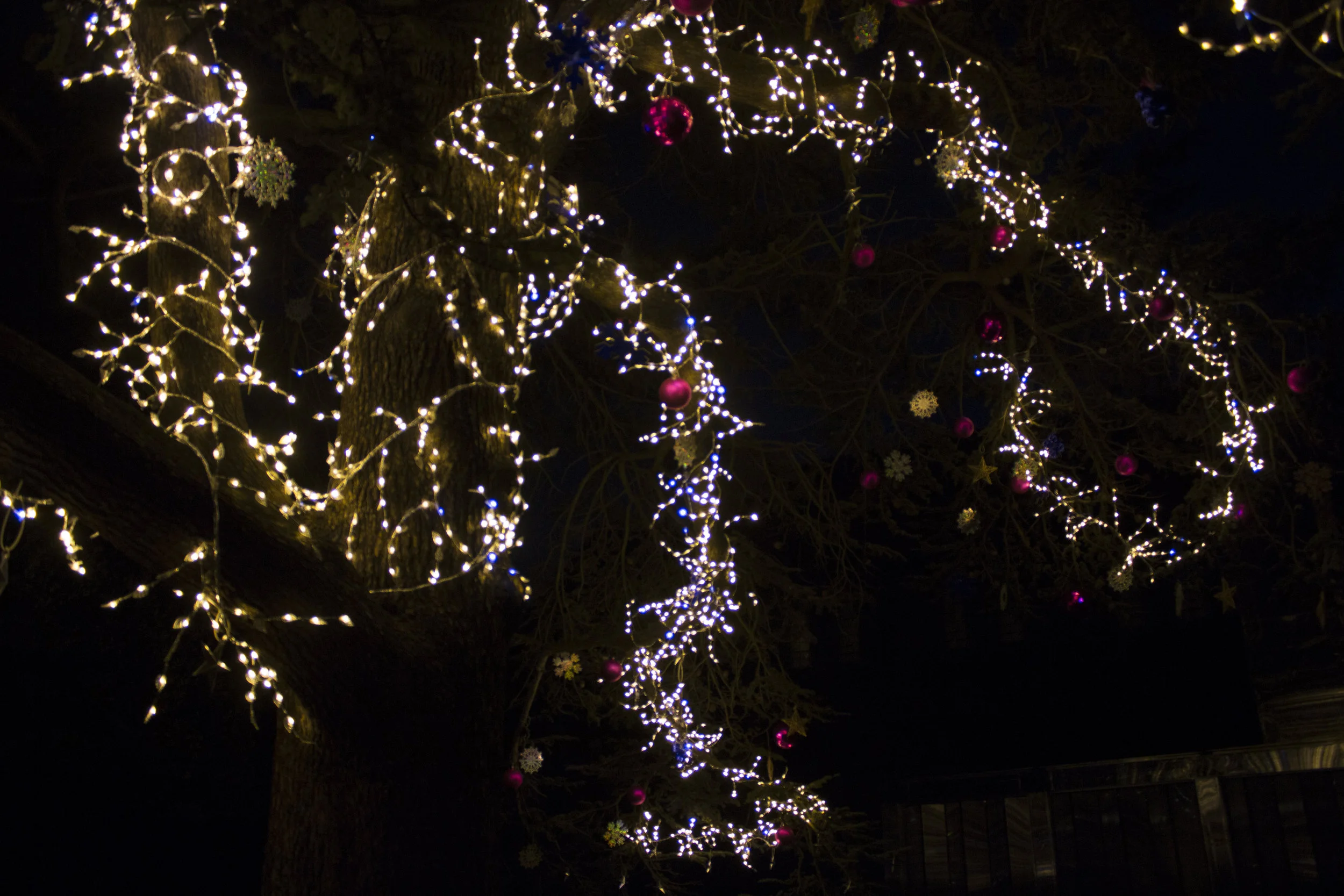 tree18.jpg