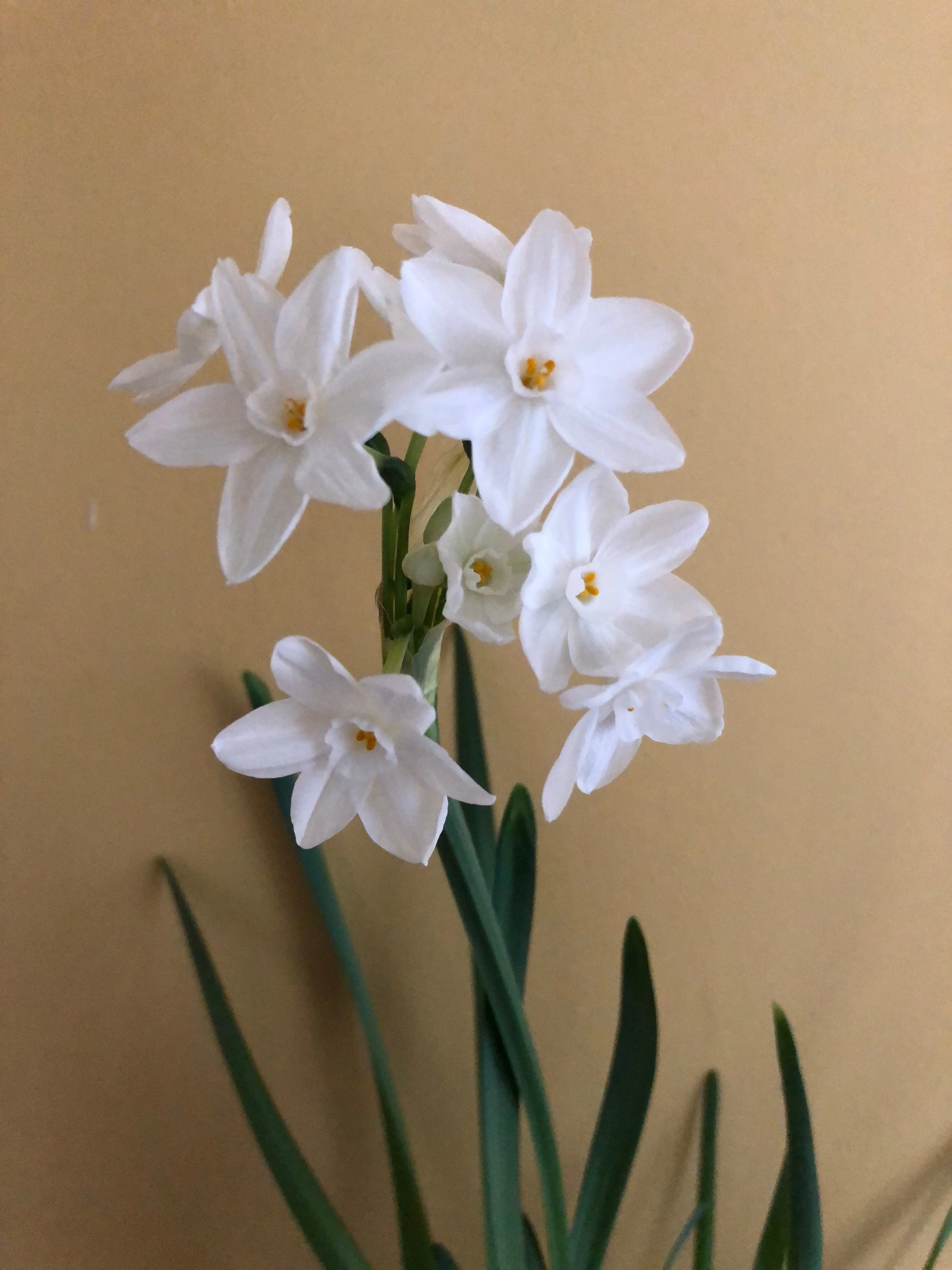 My People Love Paperwhites Here S Why Carolina Flowers