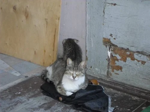 Two of the neighbor cats.