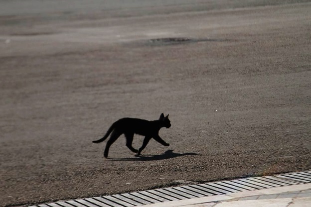 Shameless plug for my own future travel blog “1,001 Cats of Morocco.”
