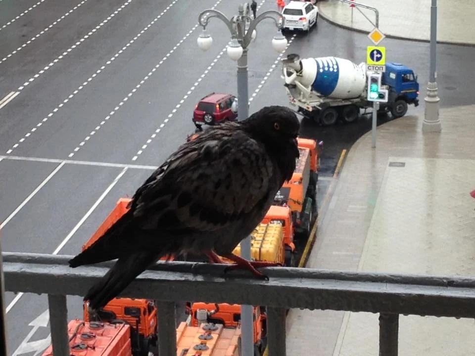 And the friendly pigeon too