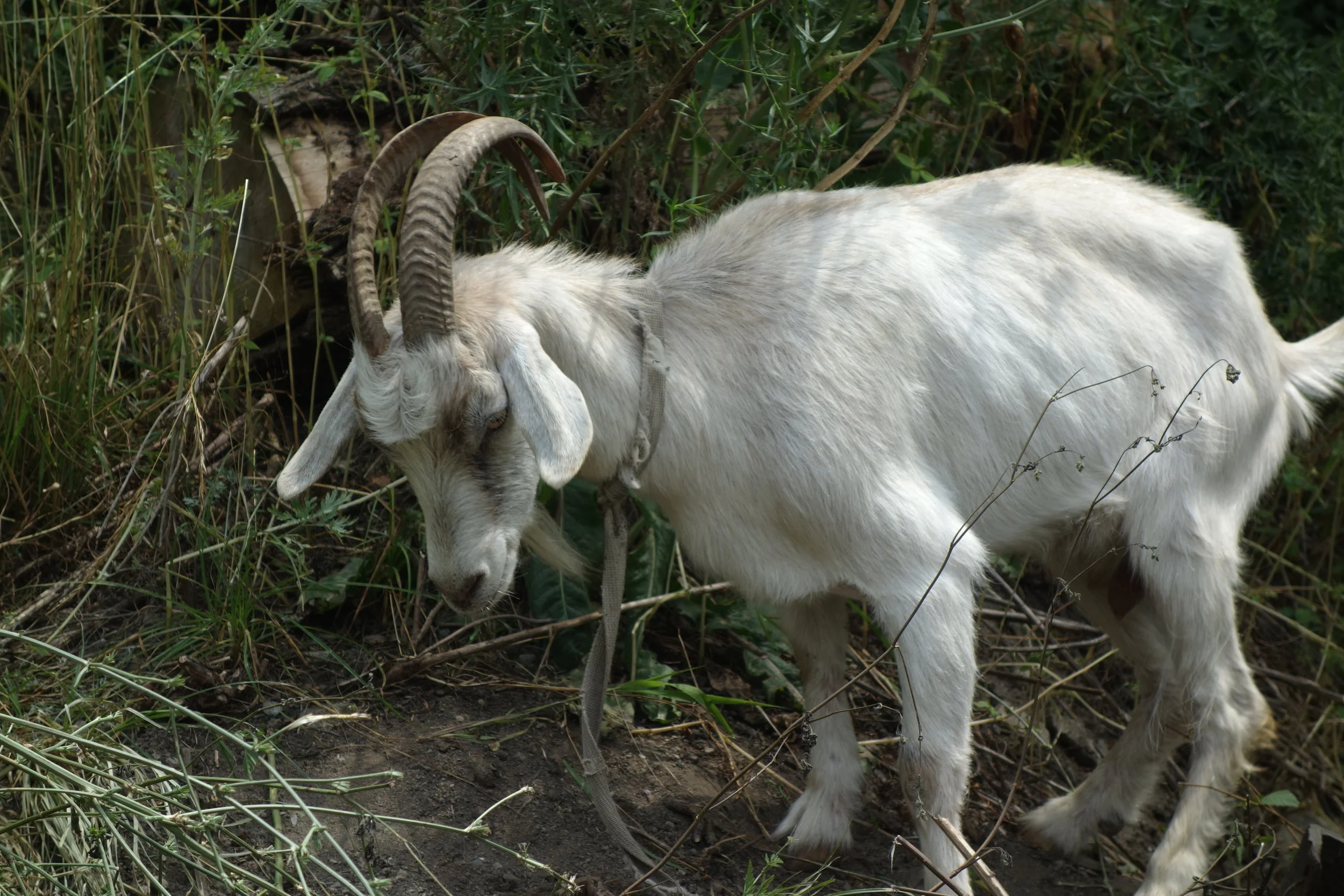 A true wonder from the animal kingdom