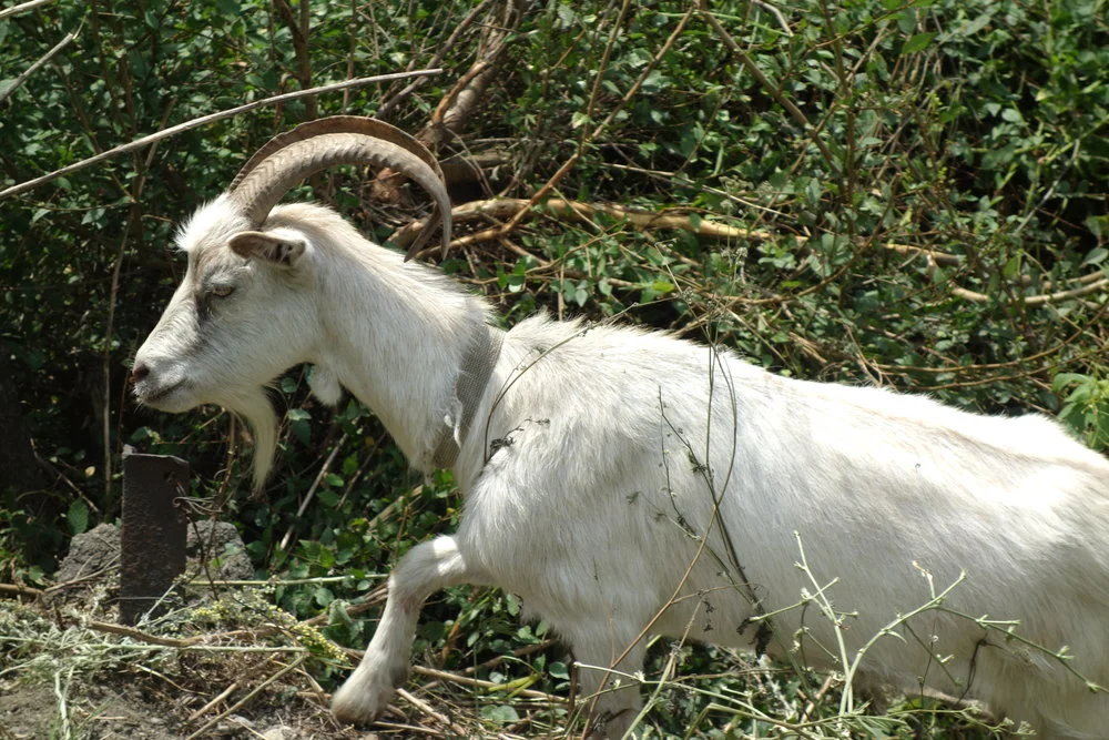 An Awesome Goat, Almaty, Kazakhstan