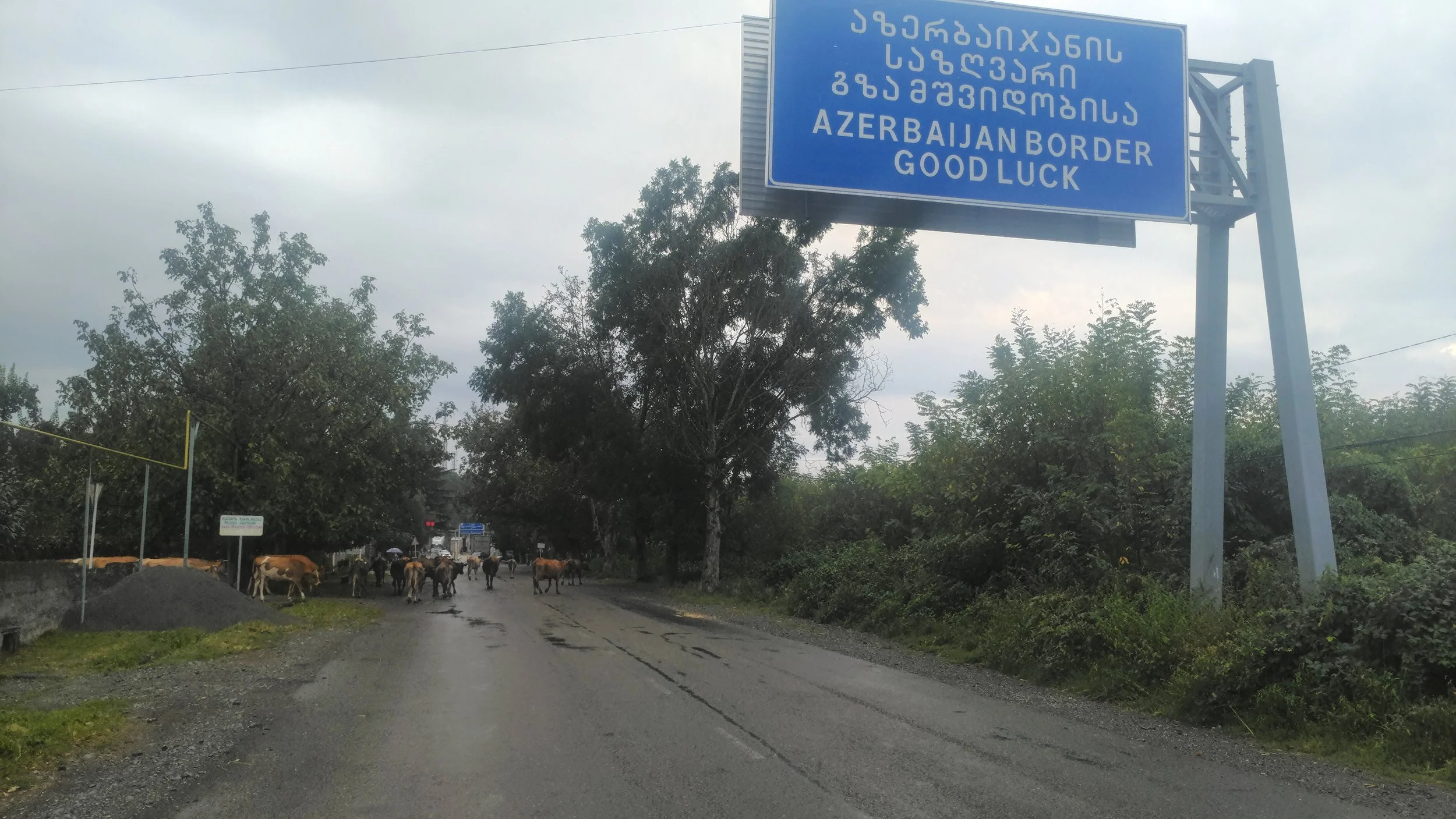 Border crossing cows