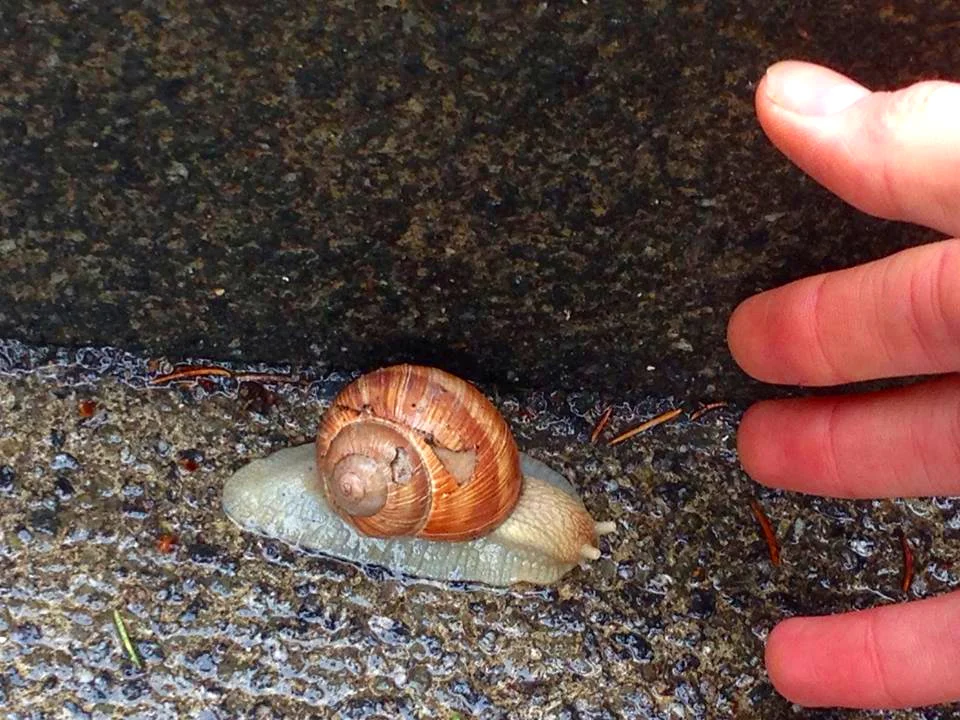 Giant snail: Tubingen, Germany