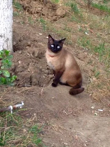 Shy cat: Tbilisi, Georgia