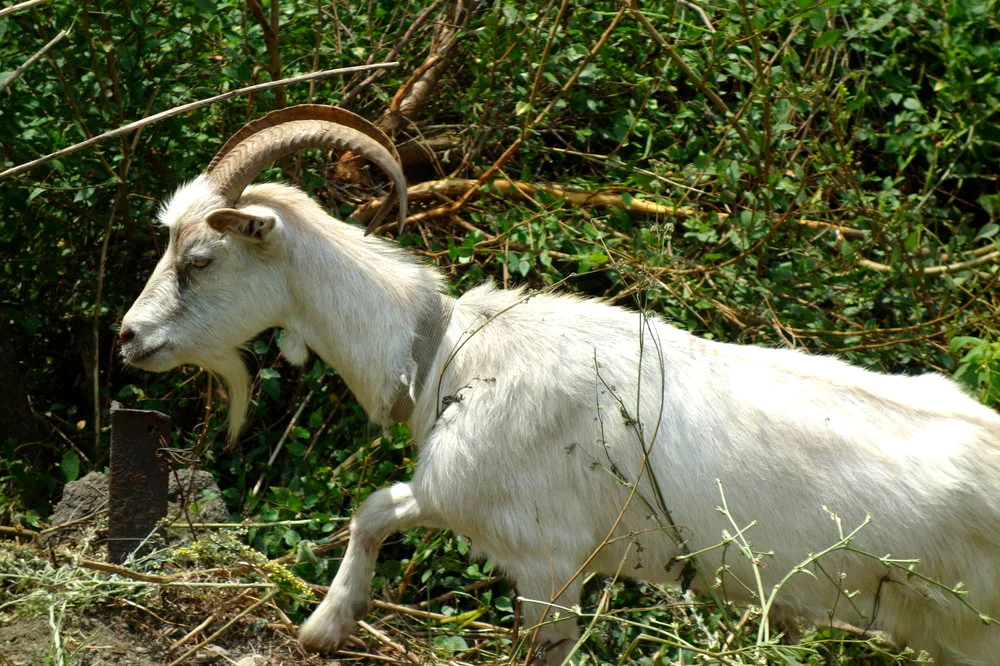 Amazing goat: Almaty, Kazakhstan