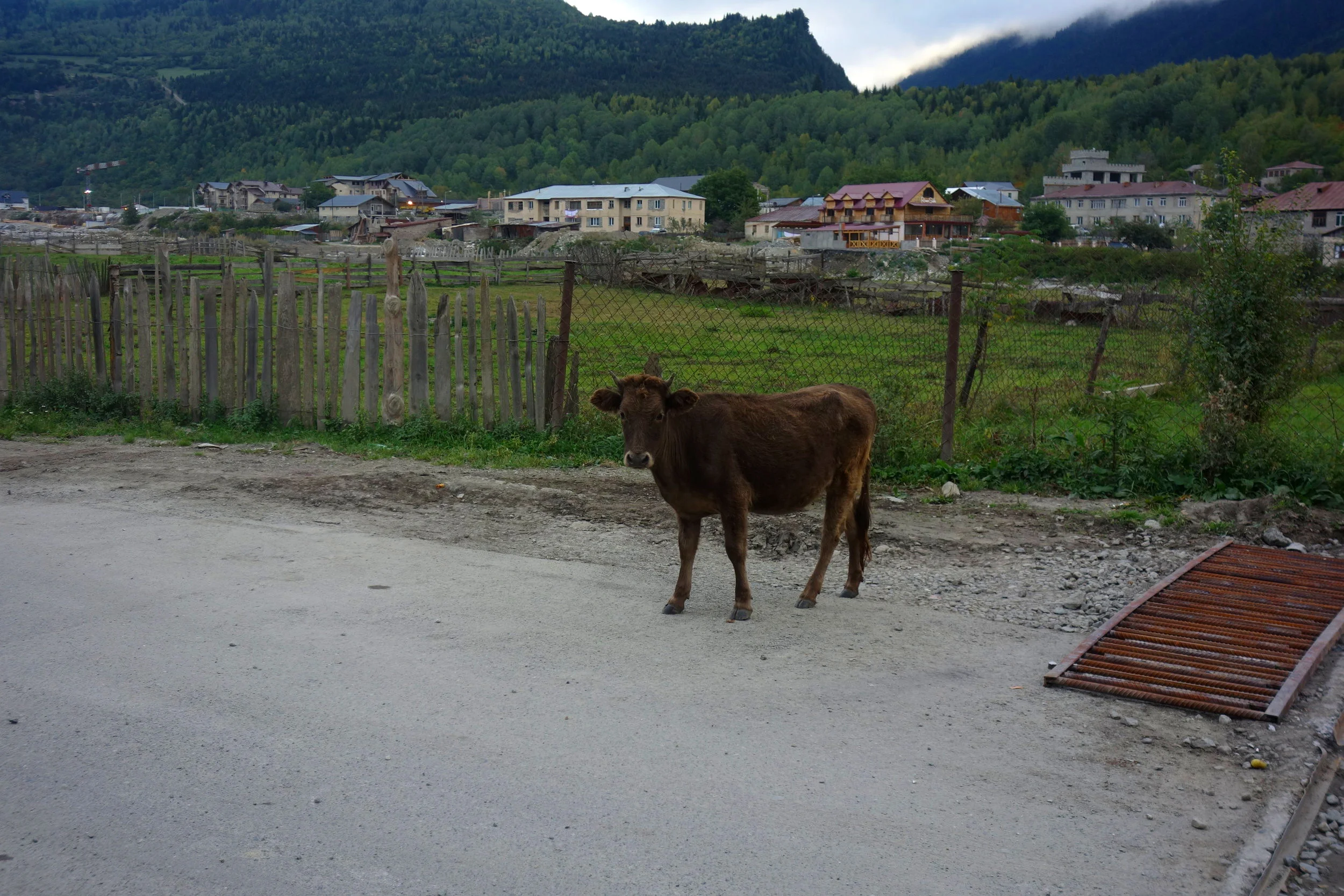 A young bull that has definitely seen things: Mestia, Georgia