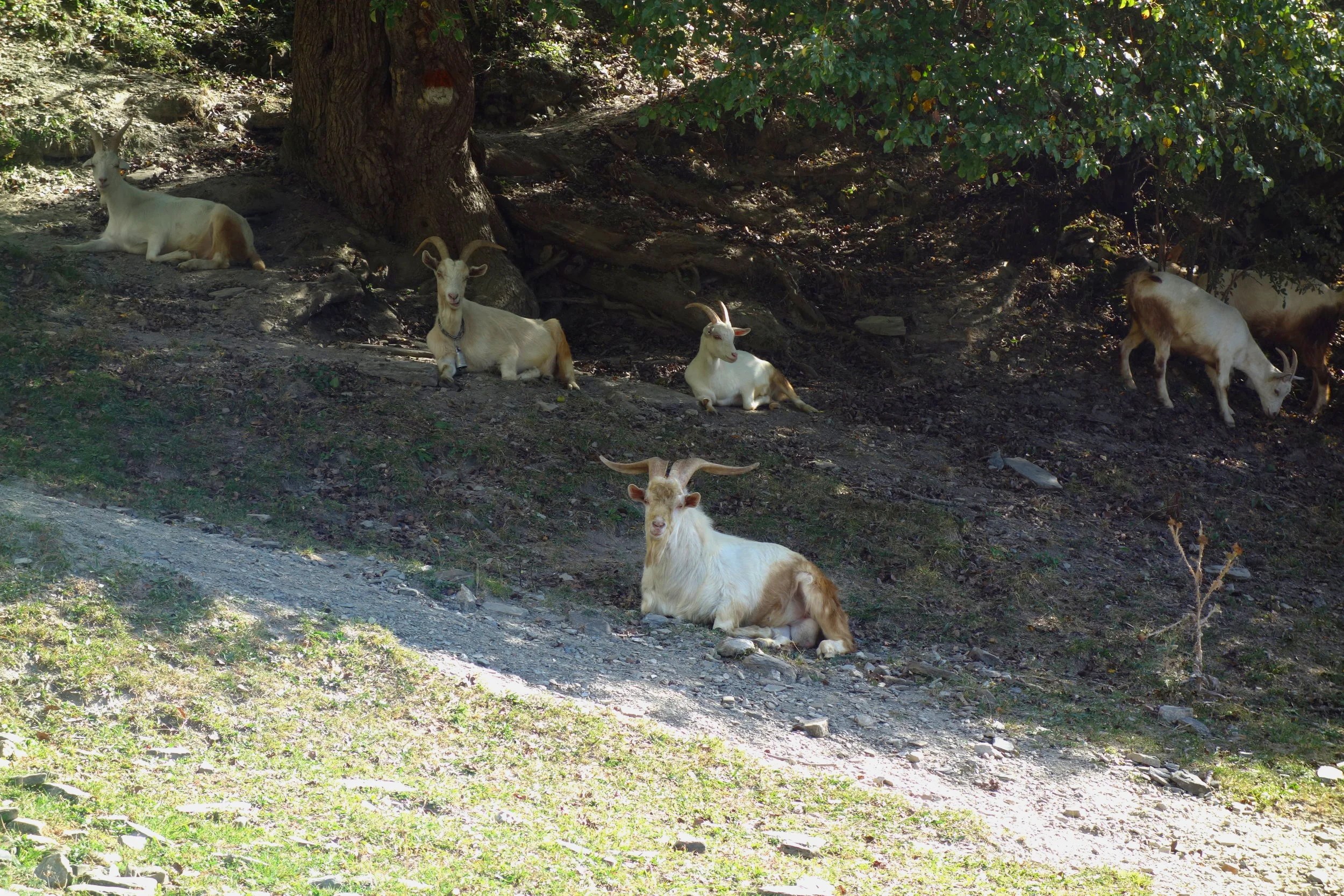 Goat Family: Mestia, Georgia