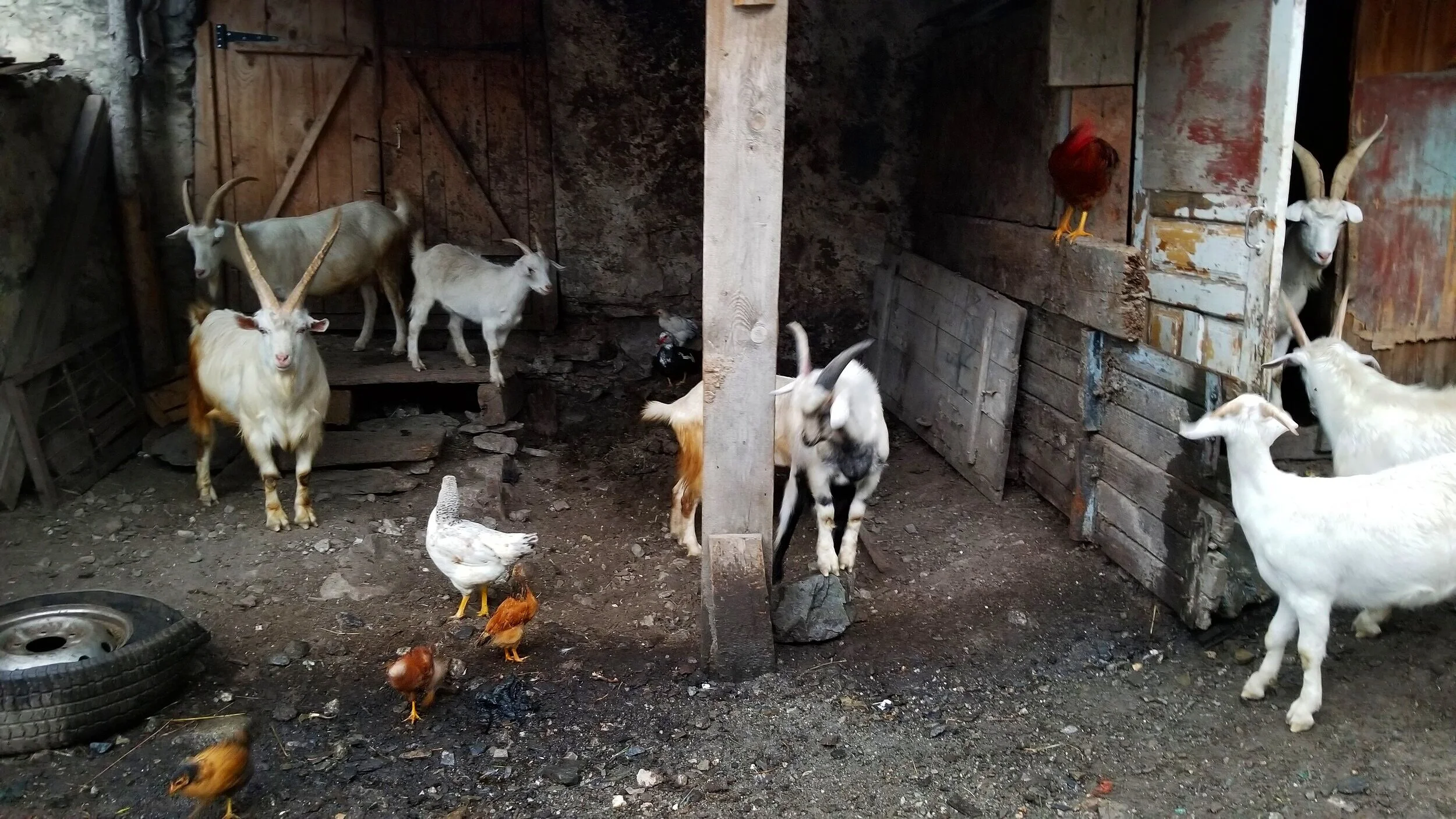 Goats seeking shelter during the rain