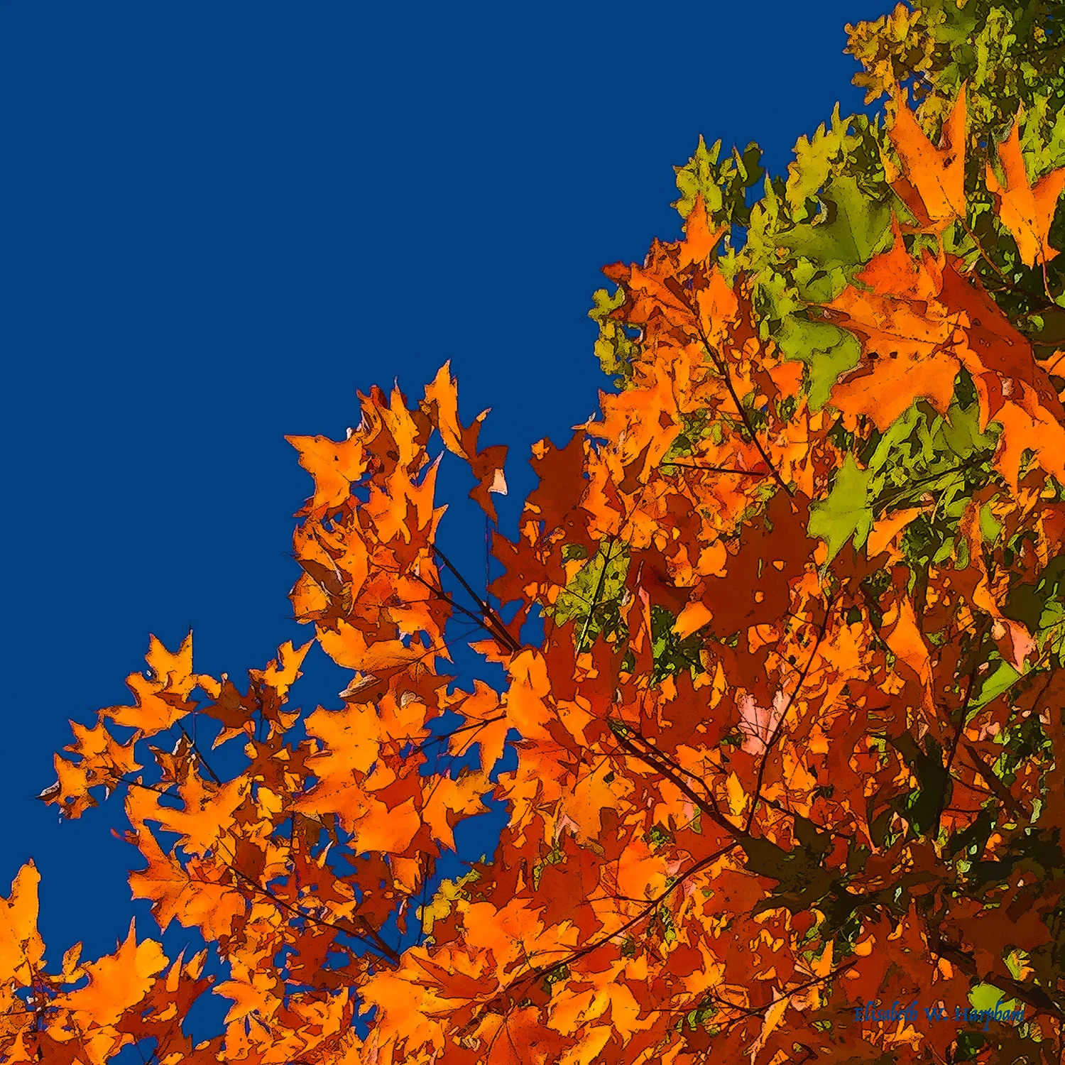 **Maple Tree Final with Signature 5x5.jpg