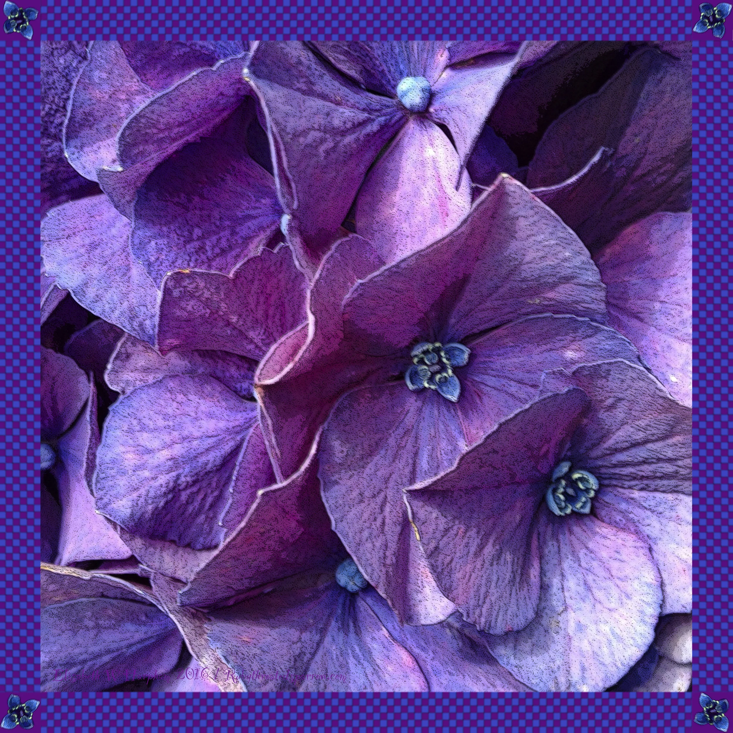 10 inch Blue Hydrangea 2016.jpg