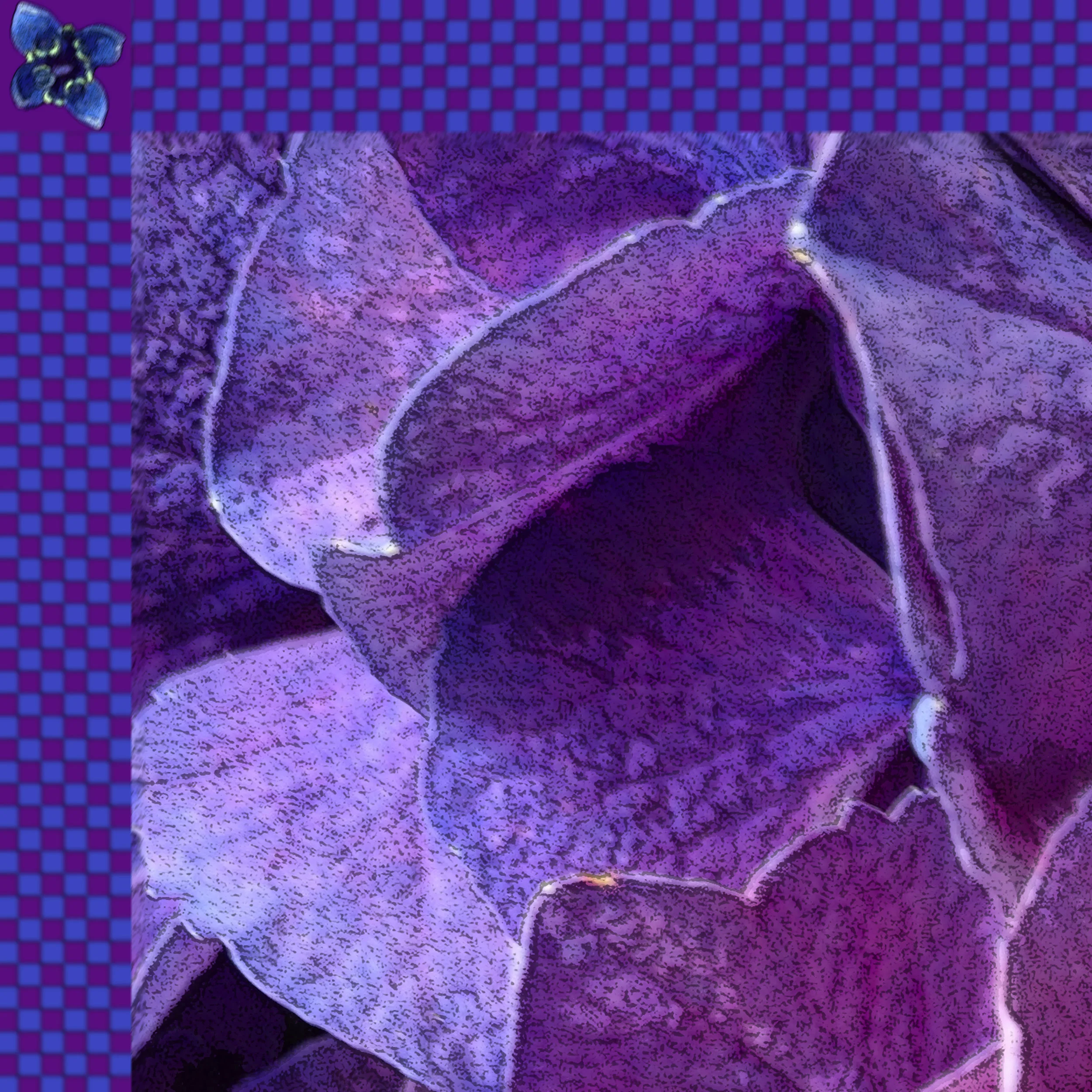 Hydrangea 2016 1.jpg