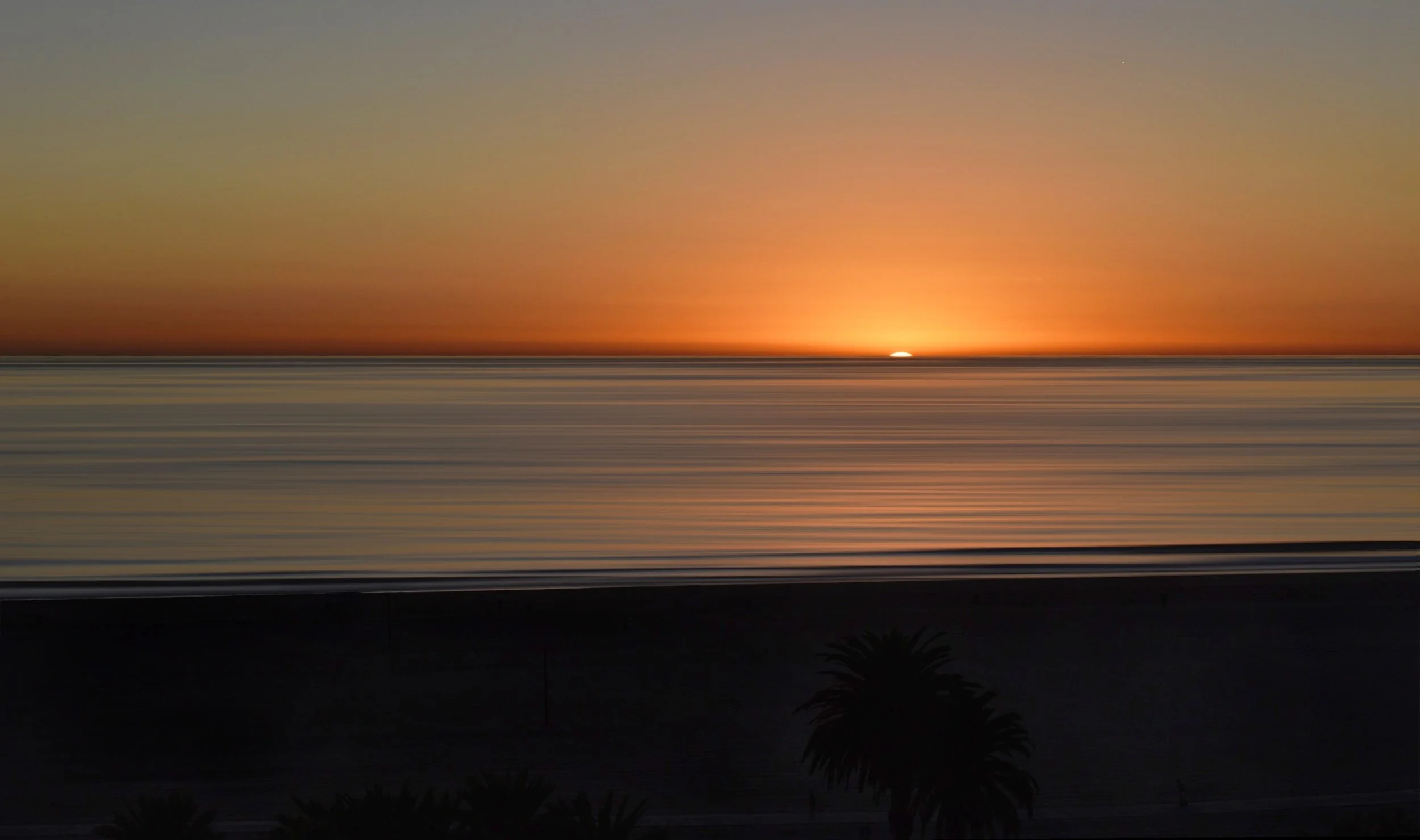 Palms enjoying sunset