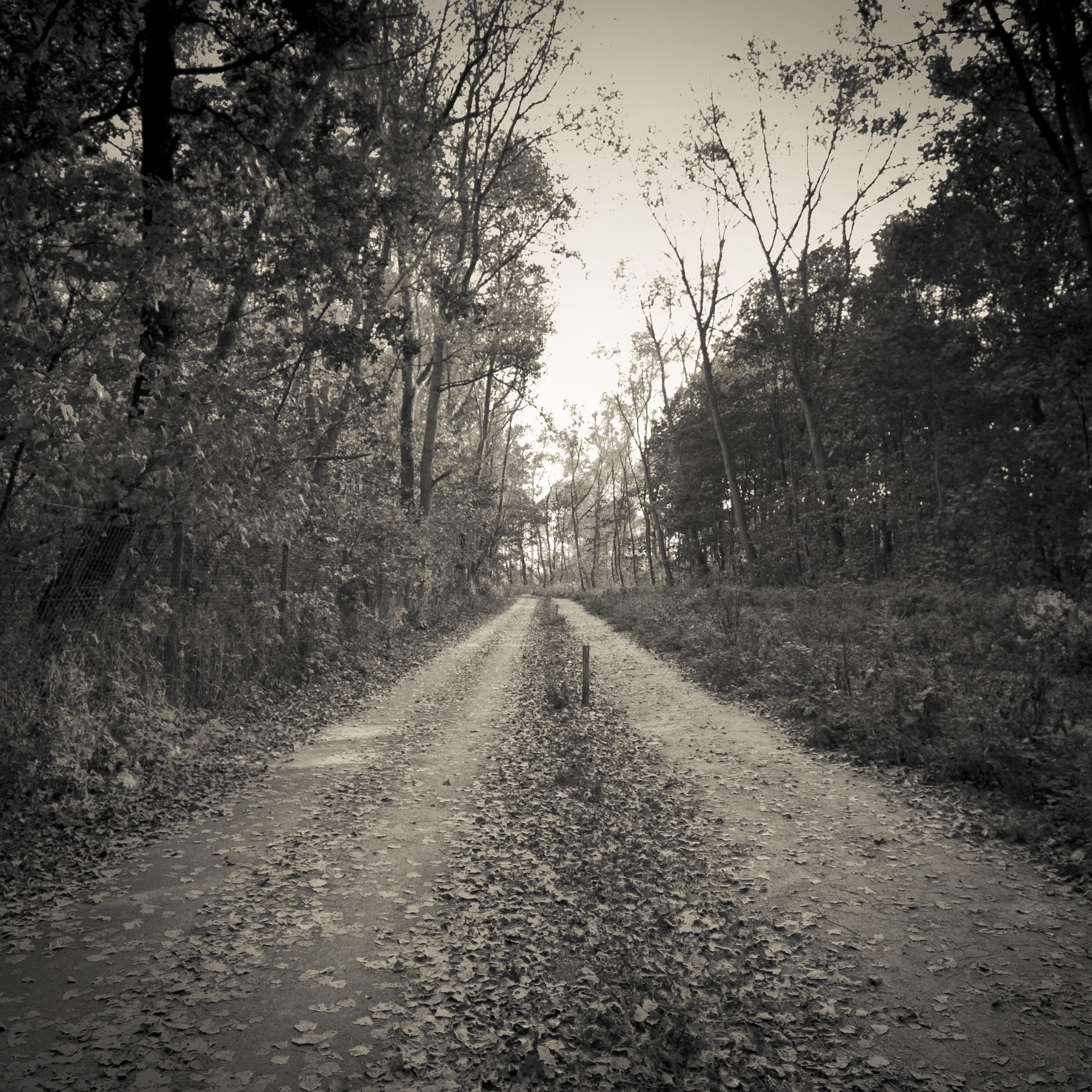 Path to park
