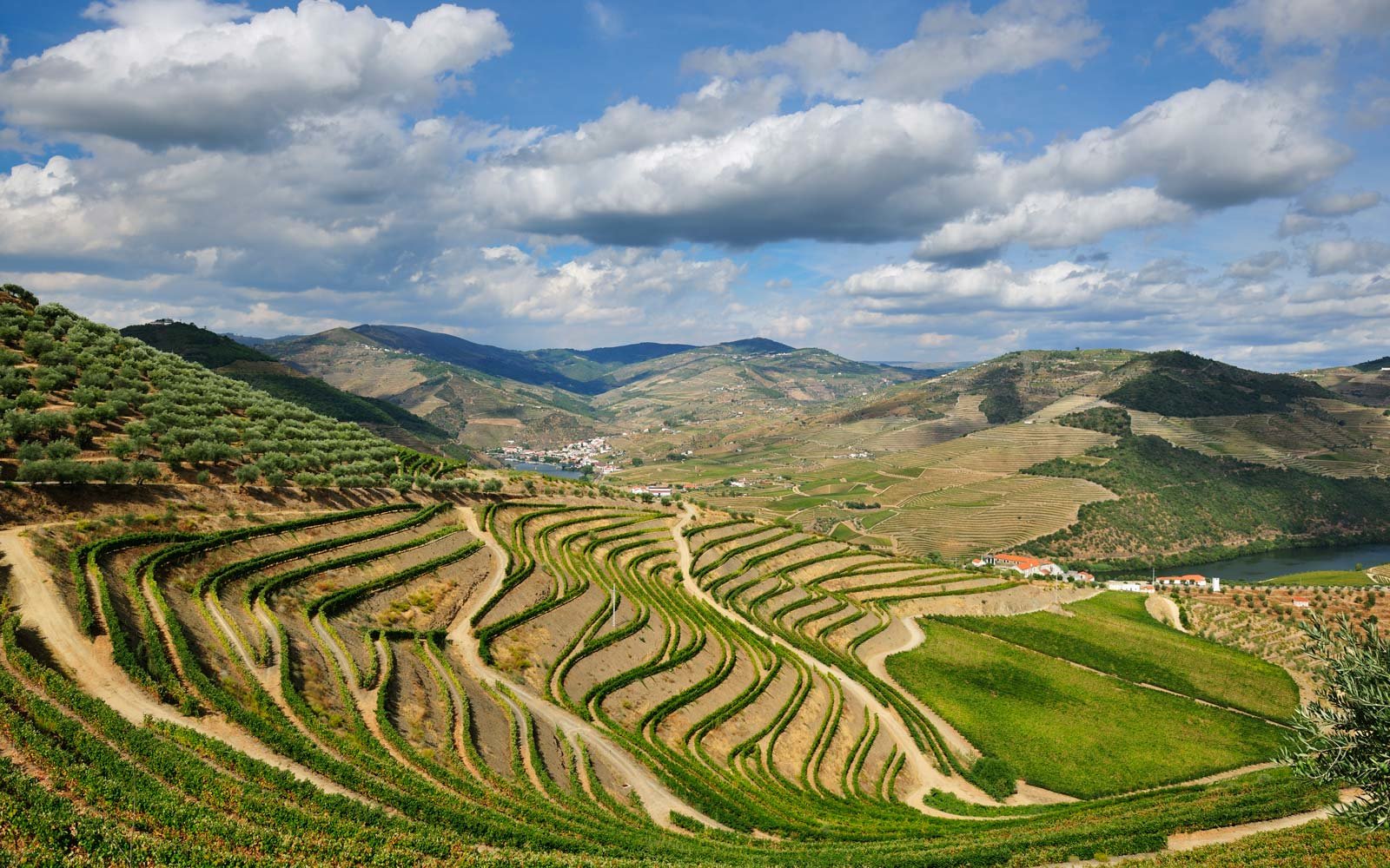 douro-valley-vineyard-PORTUGALWINE1116.jpg