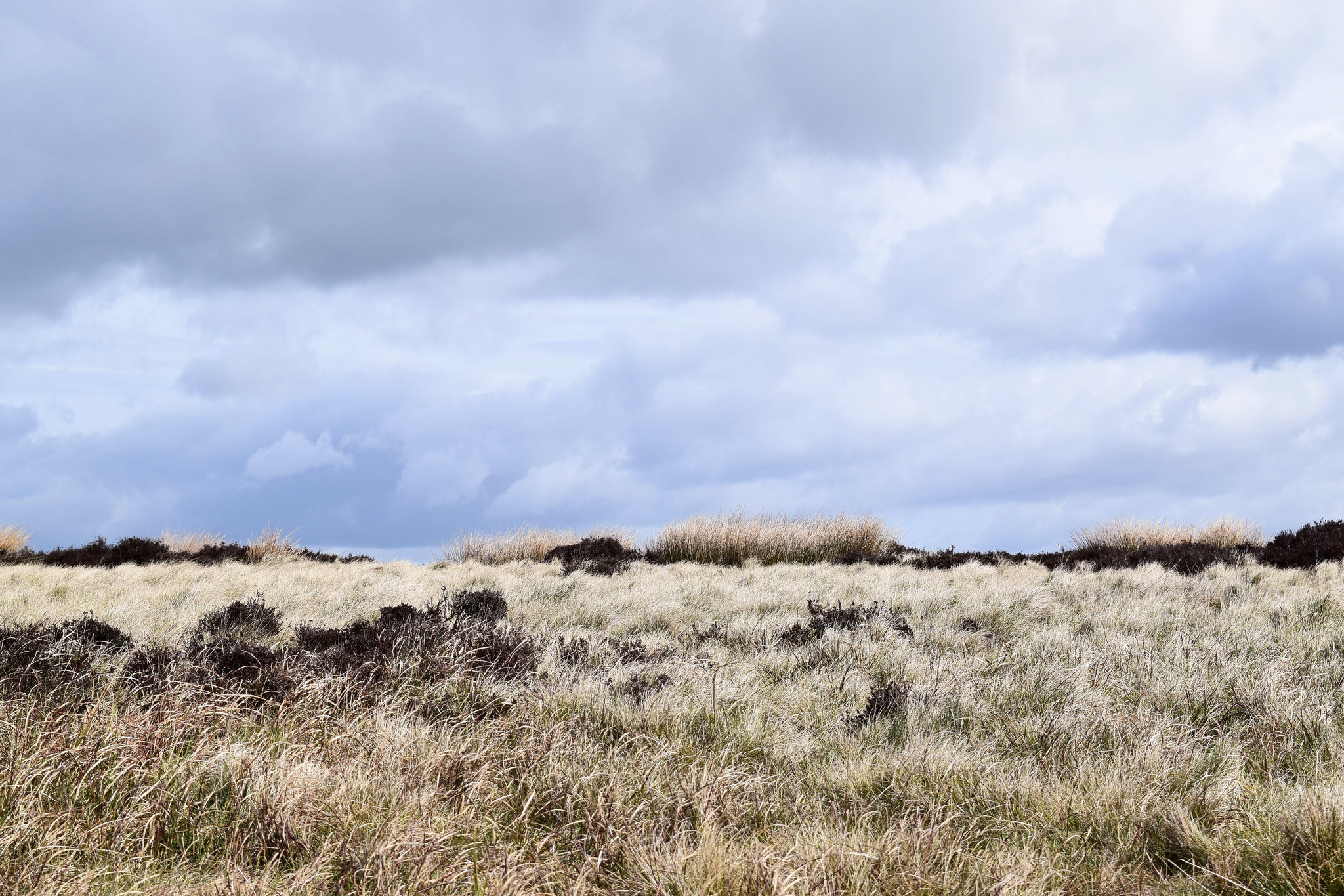Peaks Grassland.jpg