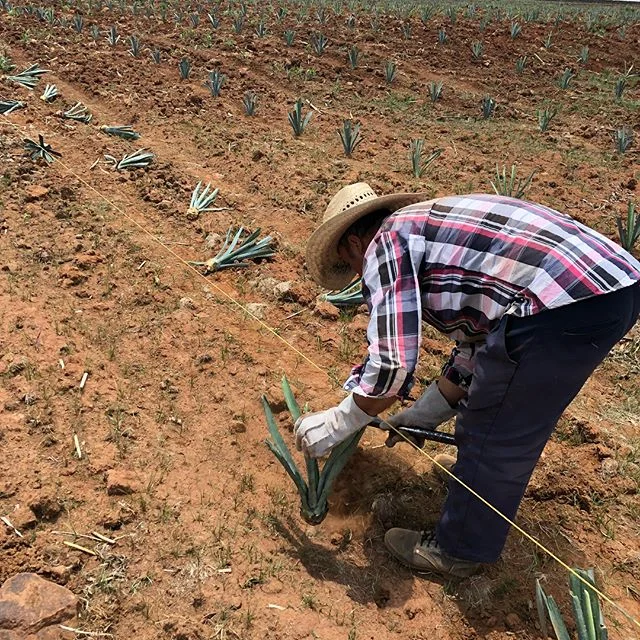 Happy #nationaltequiladay and cheers to all the hardworking people that make #elpintor possible.
#tequila #microbatch .
.
.
#craftspirits #luxuryspirits #foodie #handcrafted #drinks #drinkstagram #liquidart #luxurylifestyle #design #artisanspirits #l