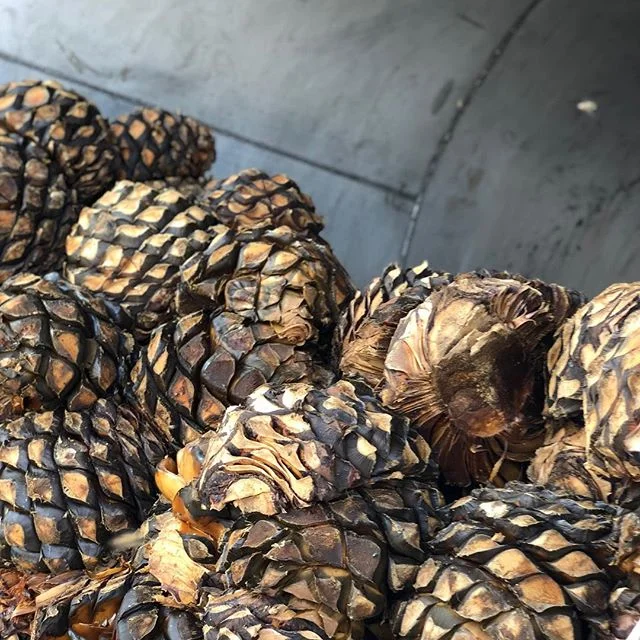 Micro batch. 
#agavelove #highlands #cookedagave .
.
.
#tequila #mezcal #elpintor #microbatch #craftcocktails #artisanspirits #craftspirits #luxuryspirits #jalisco #drinks @panoramamezcal #thirsty