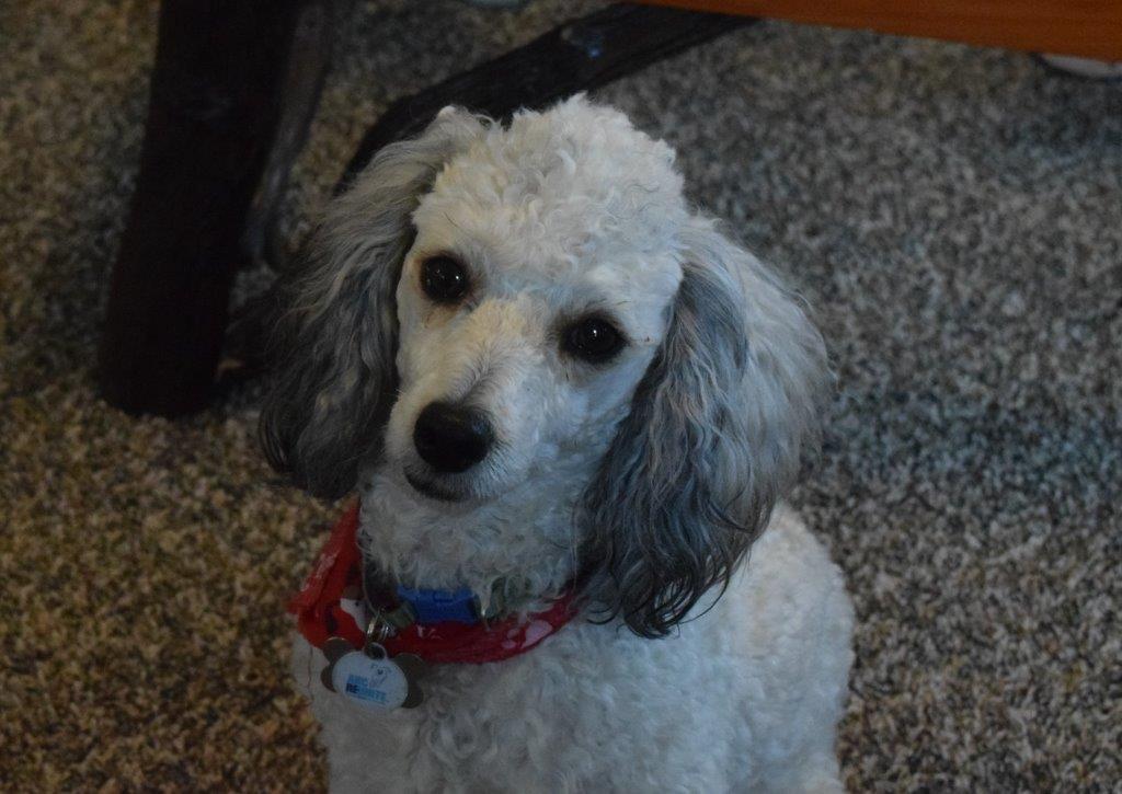 R ocky is our APRI registered mini poodle weighing 12# and producesTraditional Black tri, and sable mini bernedoodles.