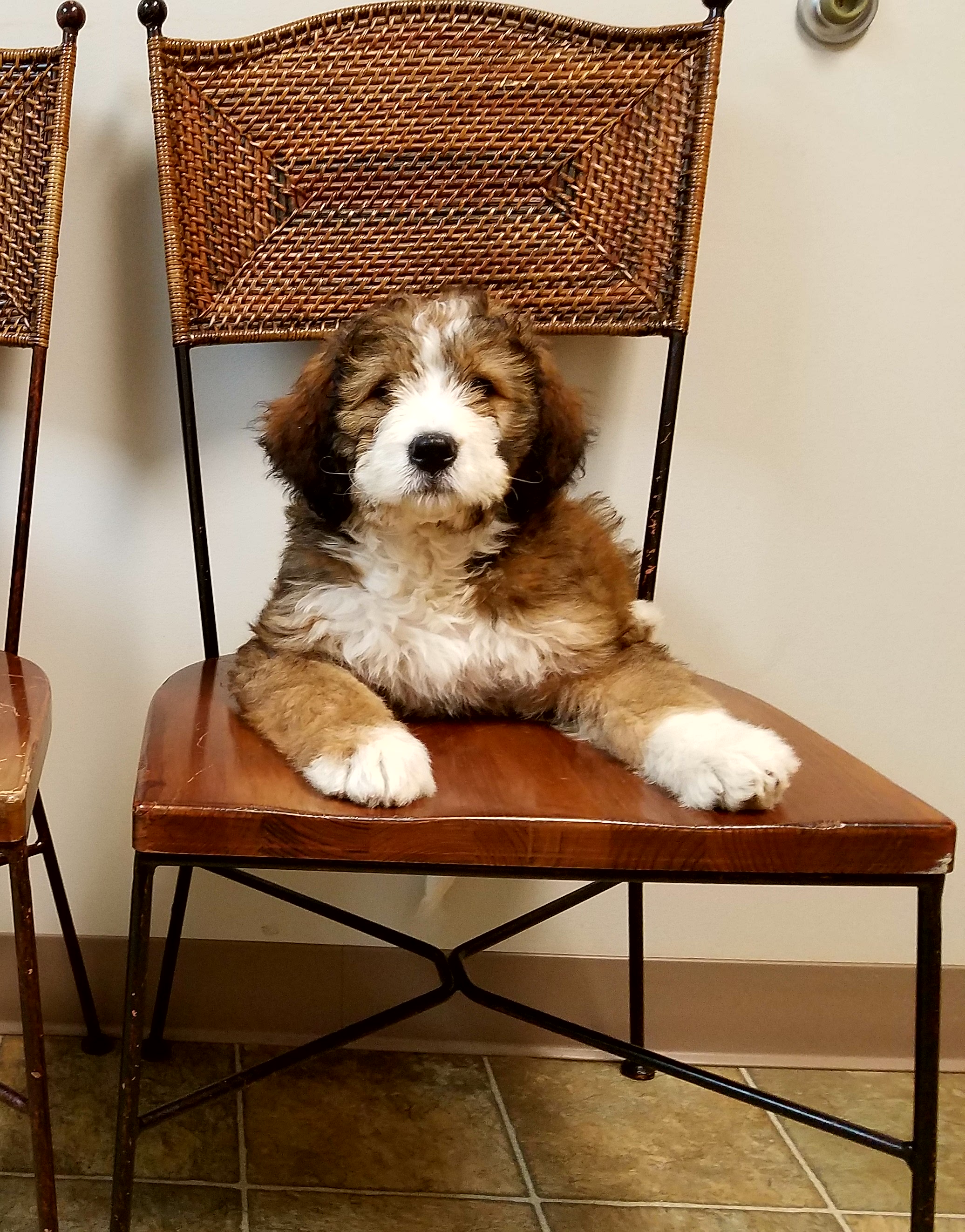 Penelope formerly Gloria making herself at home in Hampton NJ.