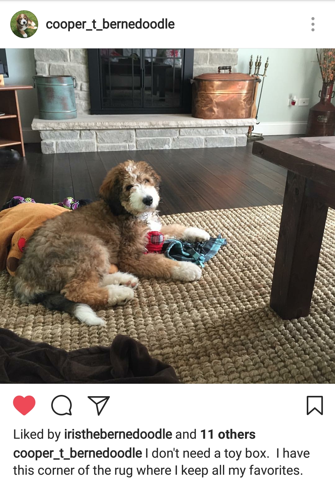 Cooper formerly Houston loving his new home in Chicago. You can find more pics of him on Instagram Cooper_T_Bernedoodle