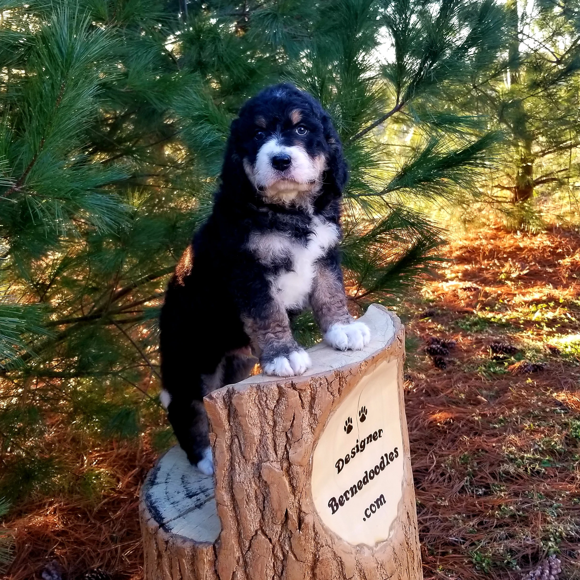 Xander has found his new home with Mendi Bennett and family in Alabama.