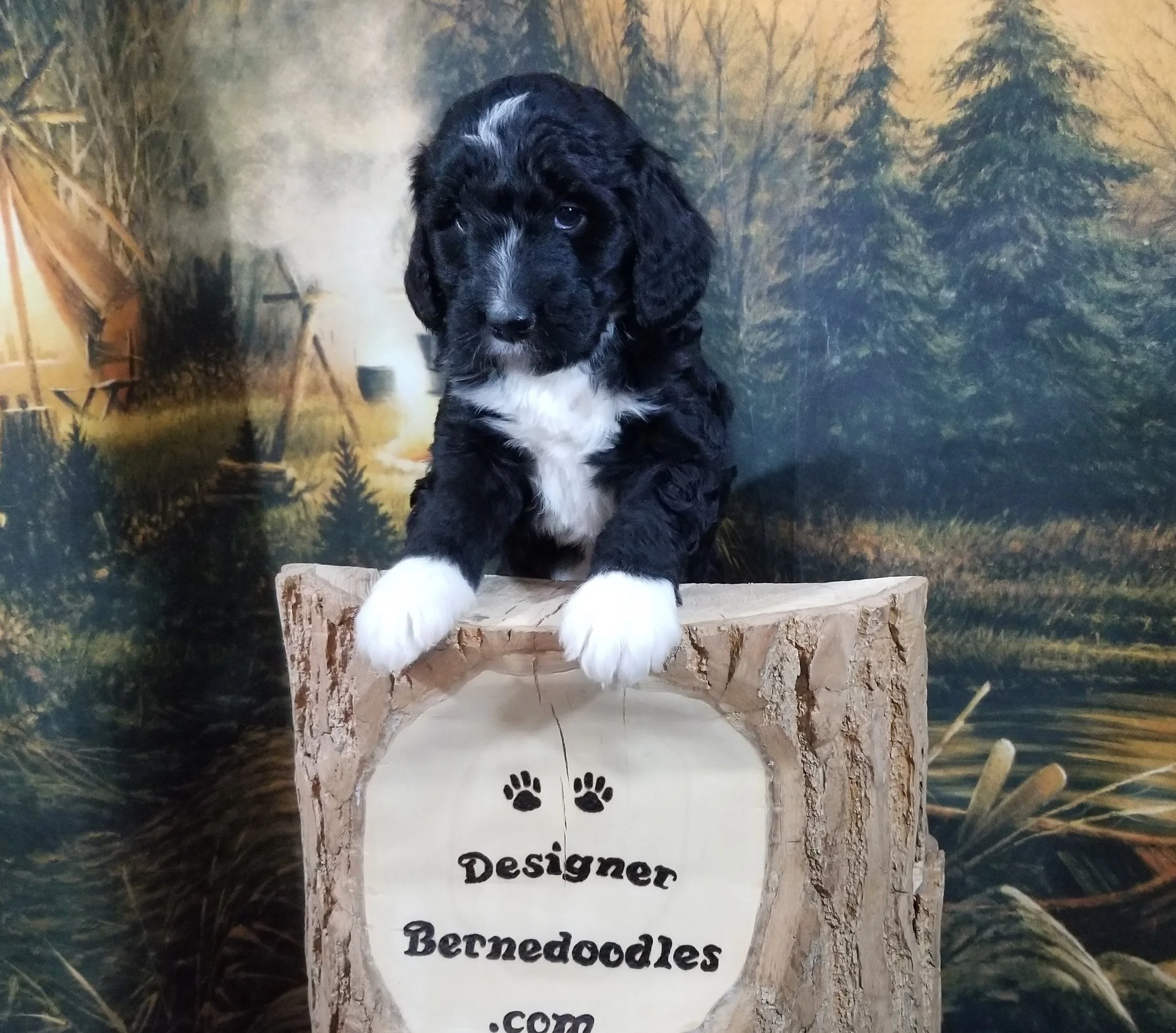 Jenny now Sevie Rey has found her forever home with Joe and Peggy Wysocki from Naperville Illinois.