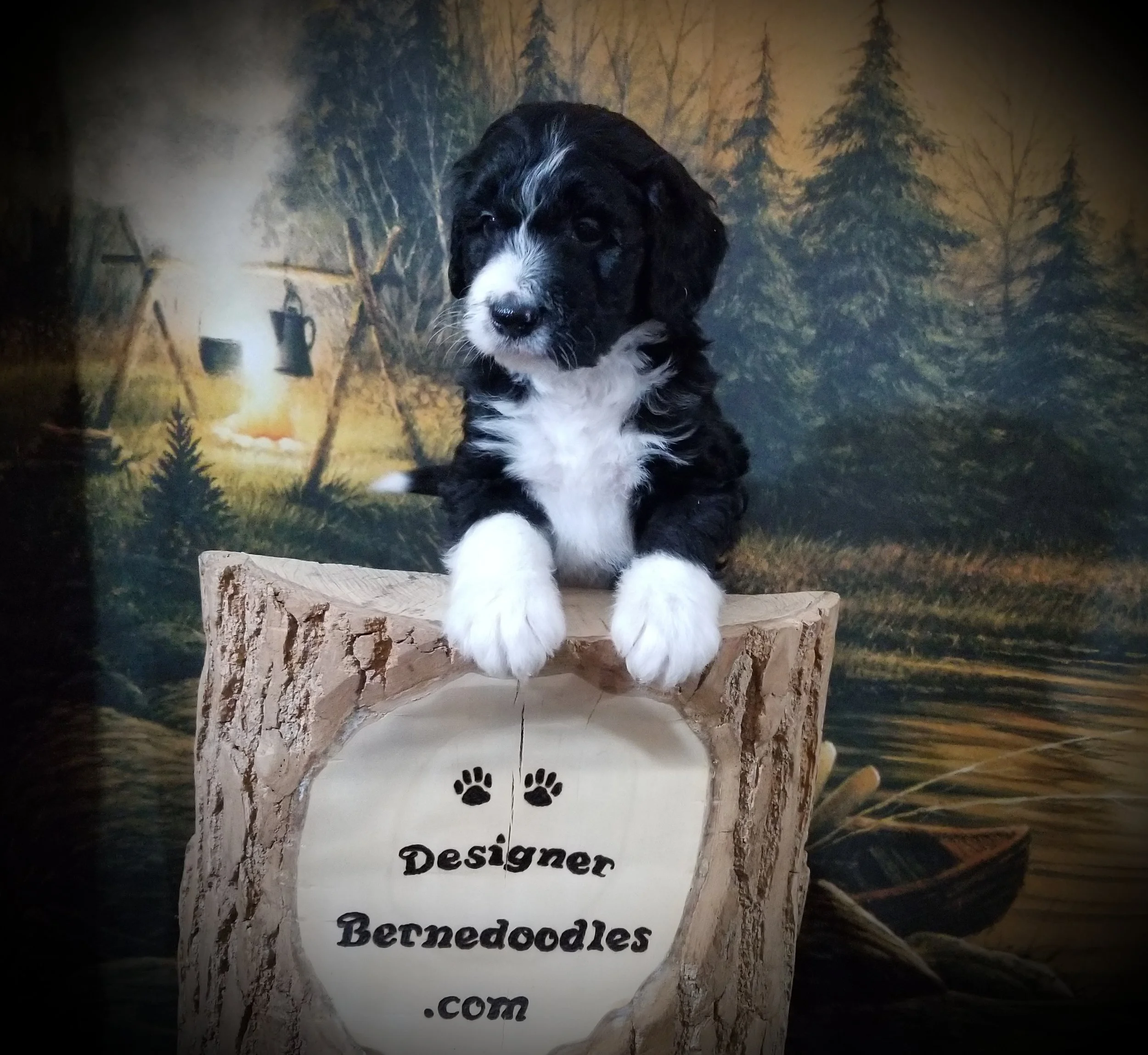 Lonzo has found his new home with Robert and Heather Rechtermann in CT