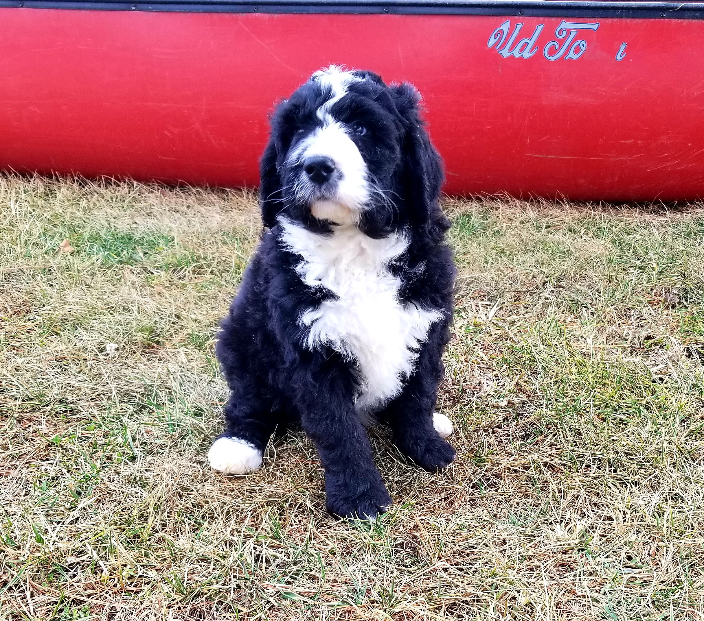 Flip has found his forever home with Kassie Vaness and family from Wisconsin