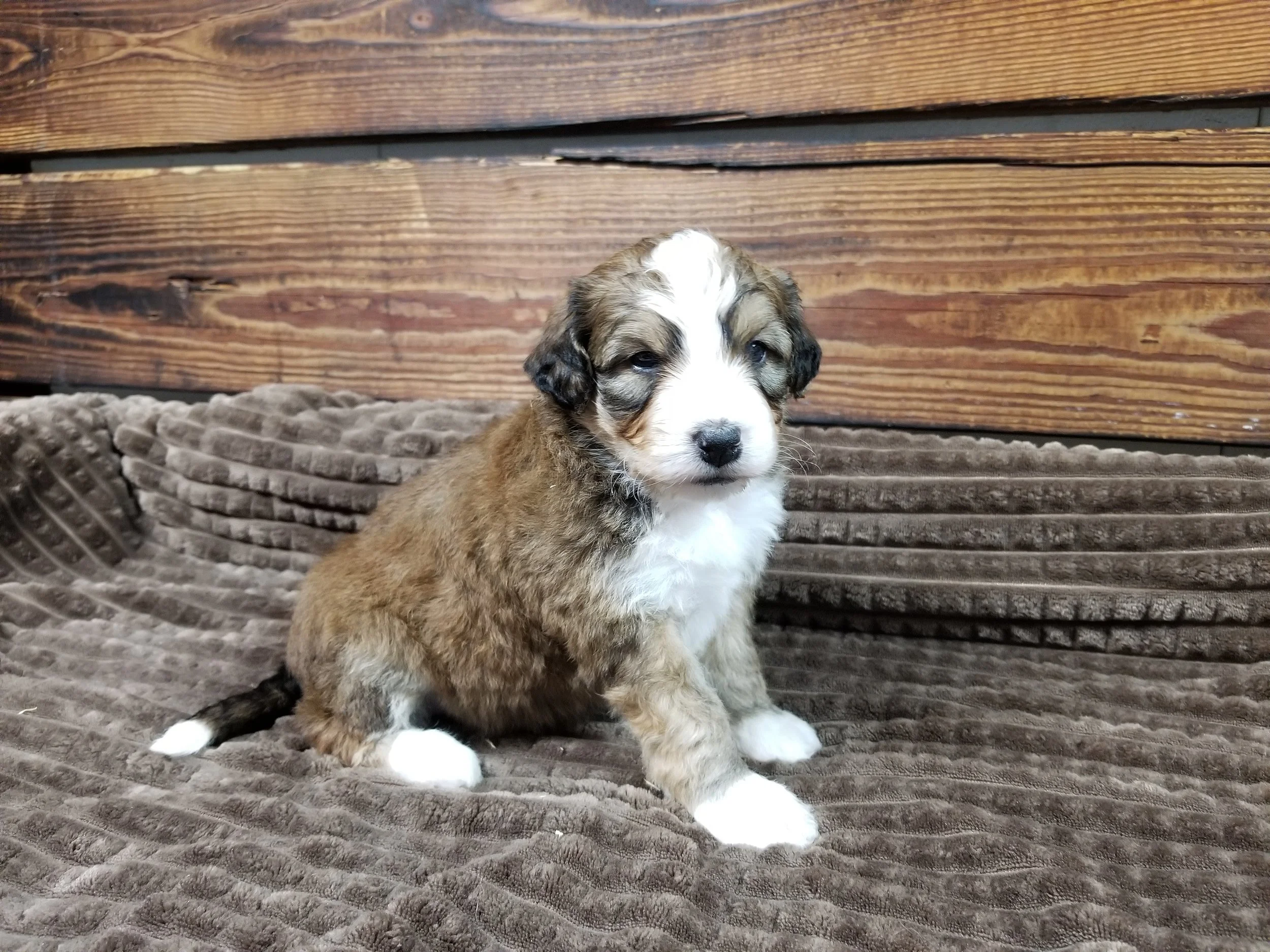 Belle has found her forever family with Janet Eyester in Alabama.
