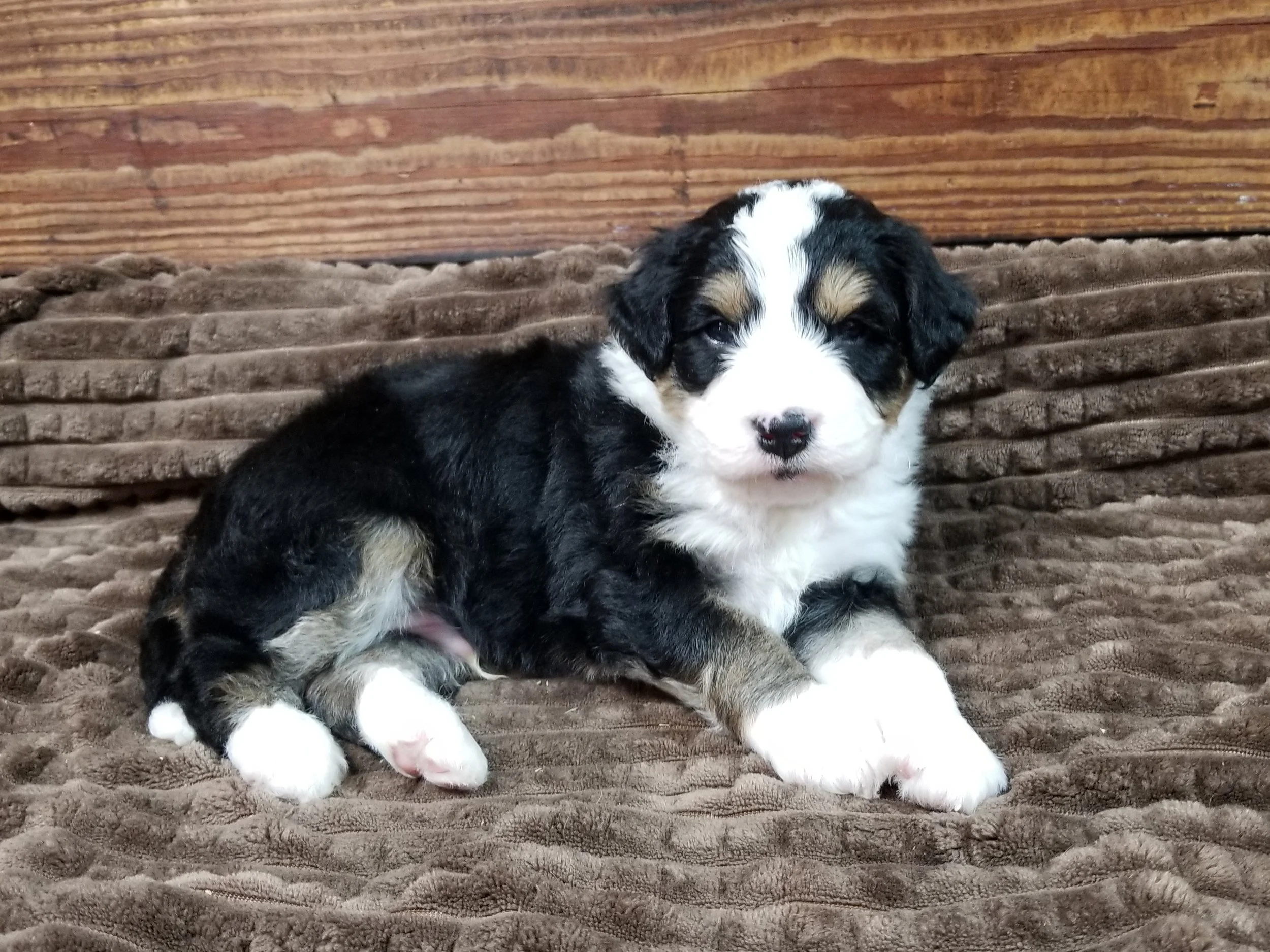 Gordon has found his forever home with Caroline Nero and family in Chicago Illinois.