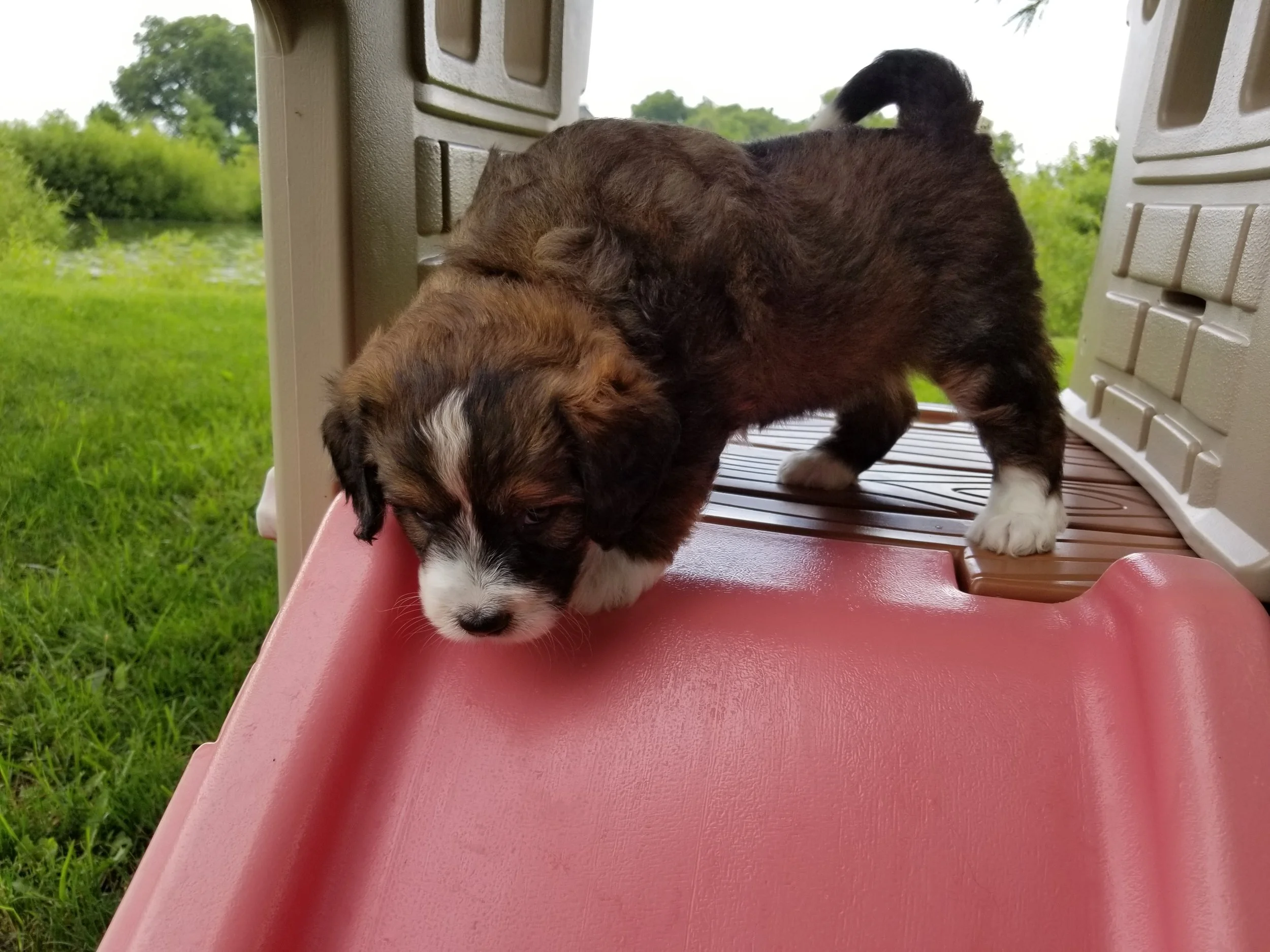 Hope has found her forever home with Nathalie Pimental
